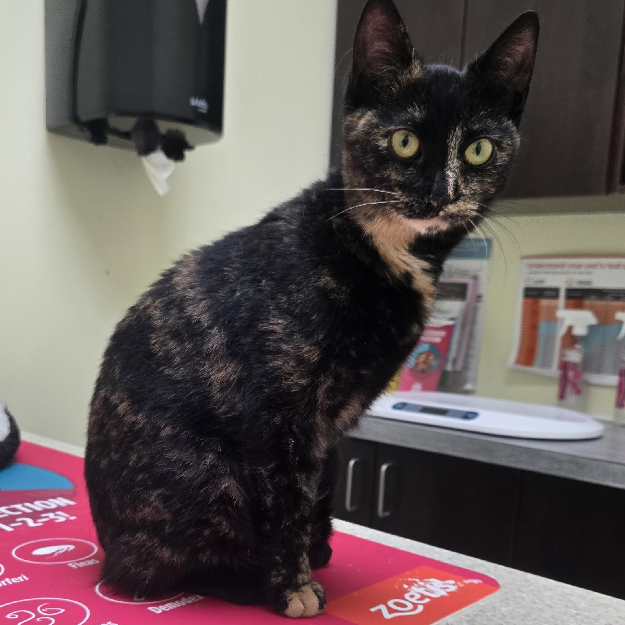 Pixel, a ADOPTABLE Domestic Short Hair in Wakefield, QC image 3/3