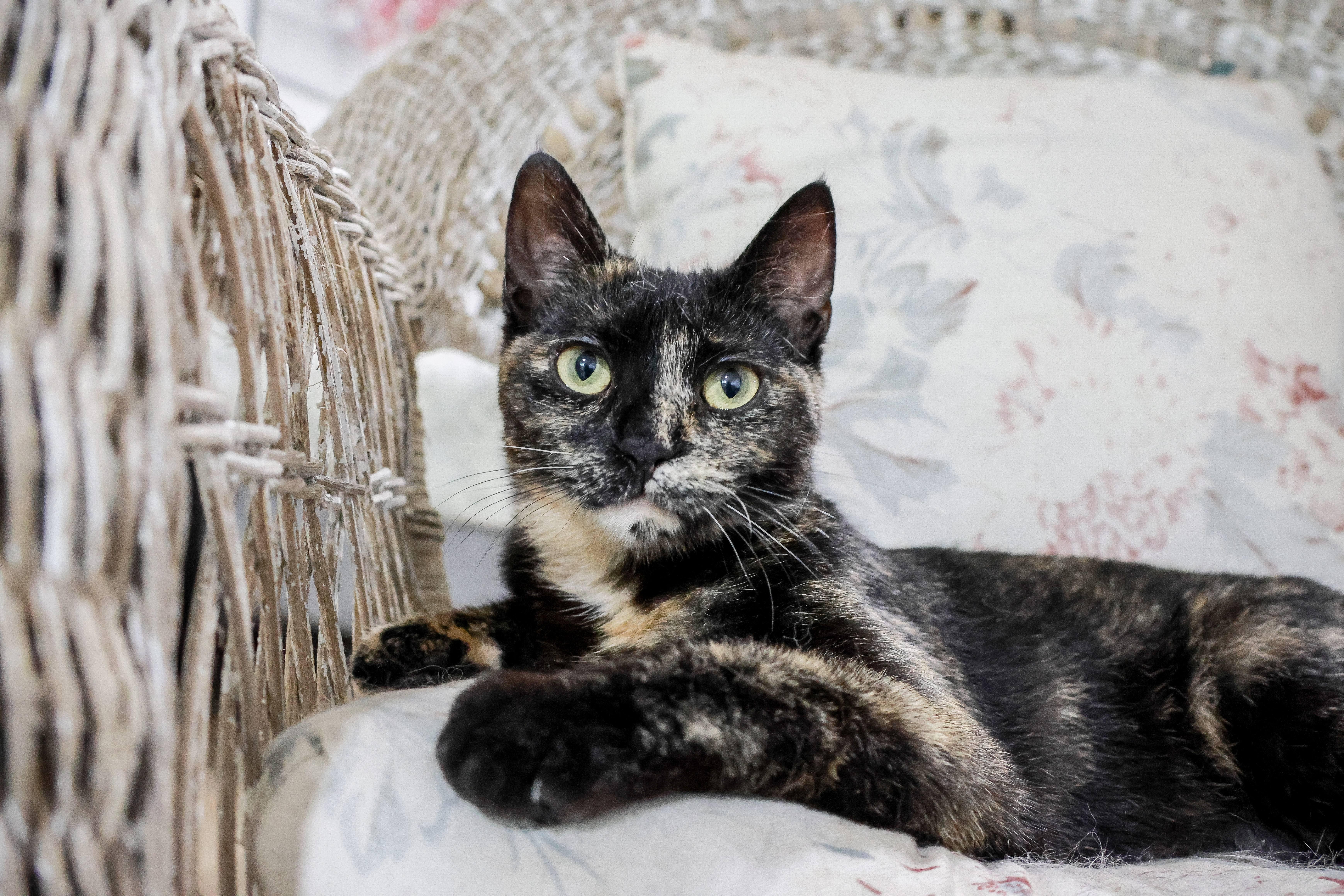 Enlarge Pixel, a ADOPTABLE Domestic Short Hair in Wakefield, QC image 3/6