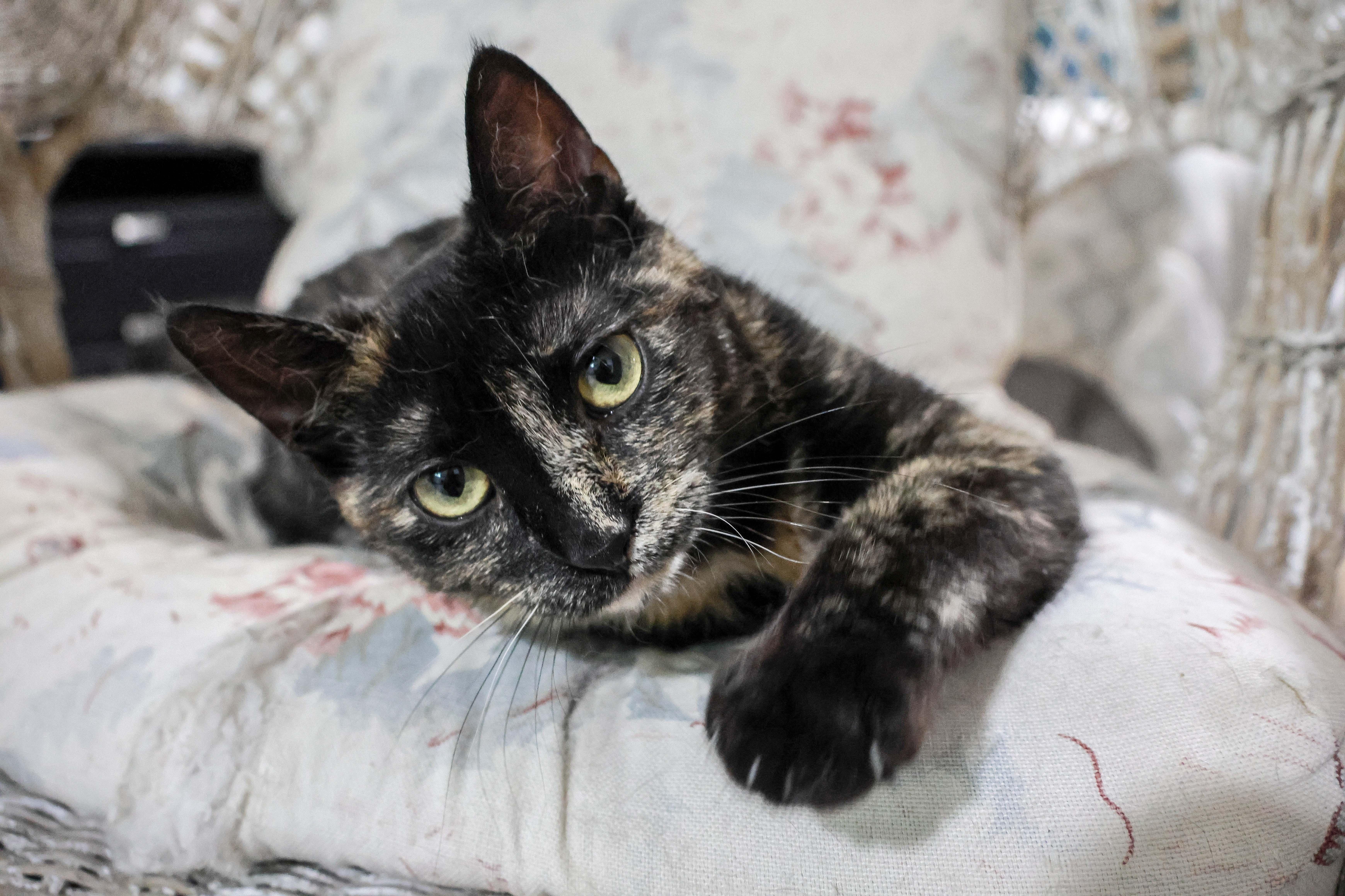 Enlarge Pixel, a ADOPTABLE Domestic Short Hair in Wakefield, QC image 1/6