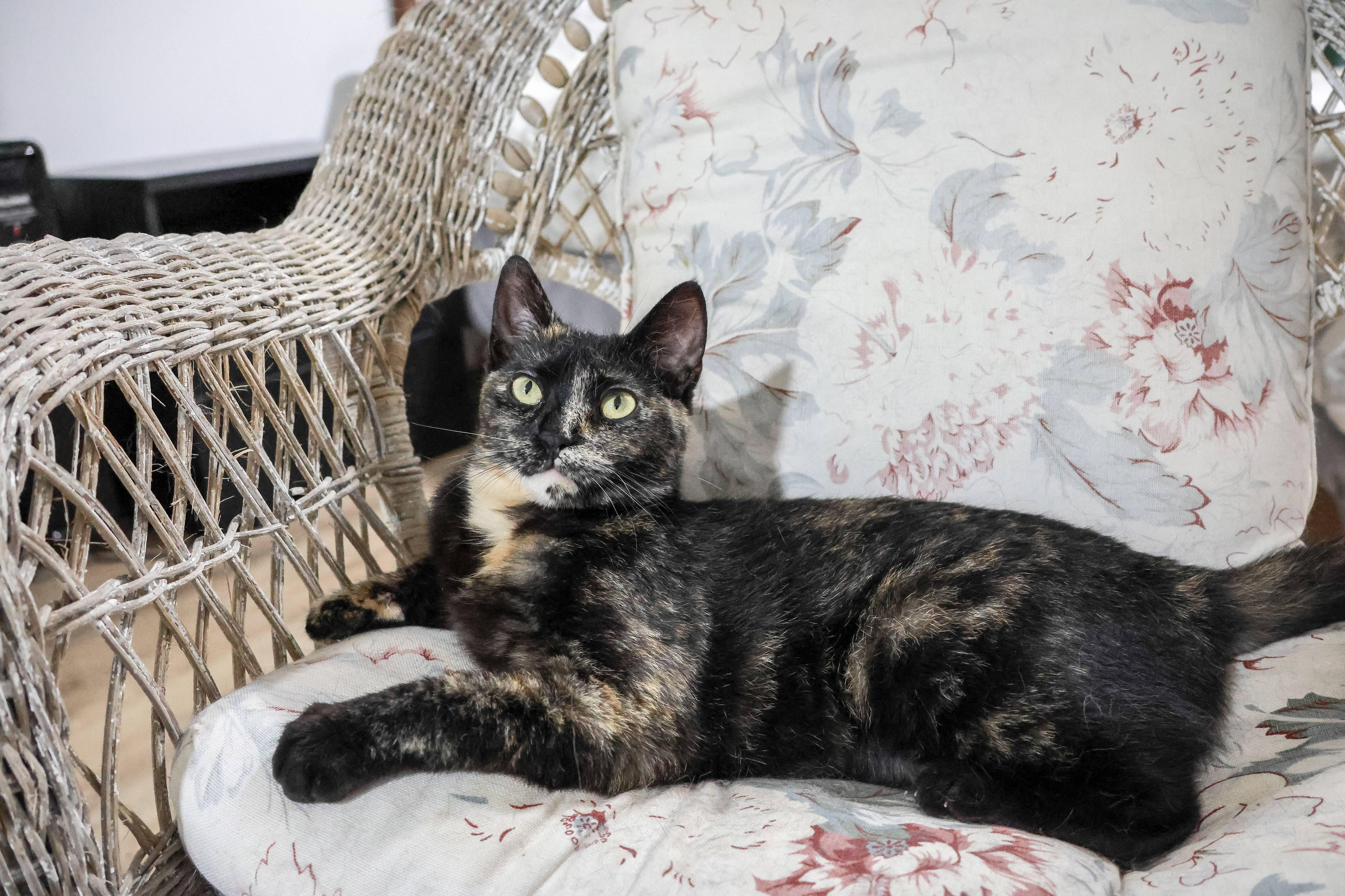 Enlarge Pixel, a ADOPTABLE Domestic Short Hair in Wakefield, QC image 6/6