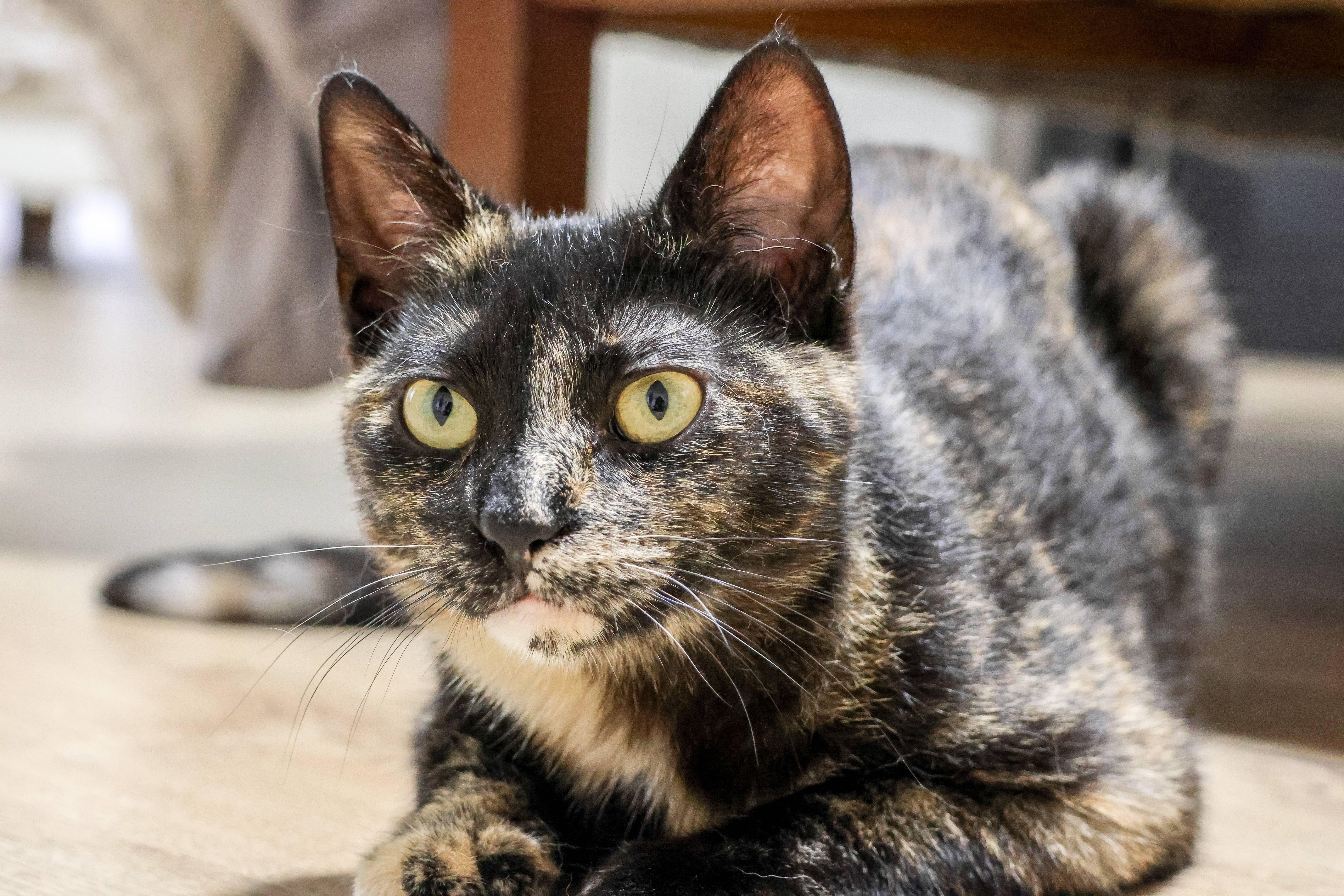 Enlarge Pixel, a ADOPTABLE Domestic Short Hair in Wakefield, QC image 2/6