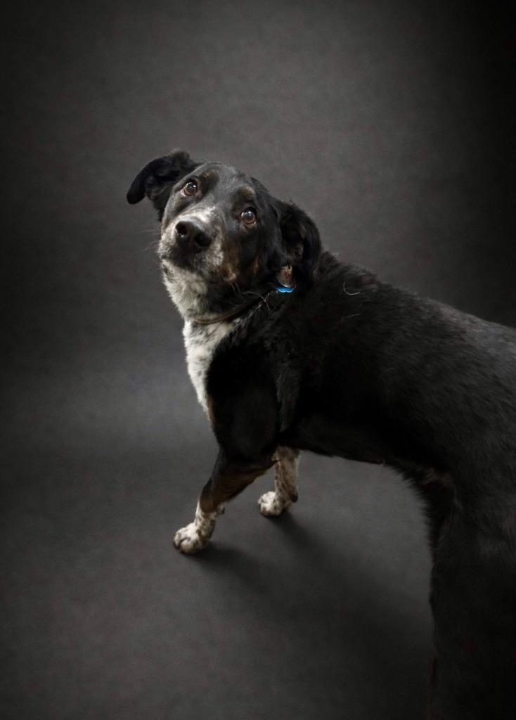 Duke, Adoptable, Senior Male Labrador Retriever & Cattle Dog.