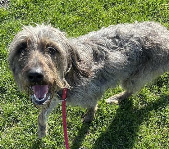 NITARA, Adoptable, Adult Female Irish Wolfhound & Poodle.