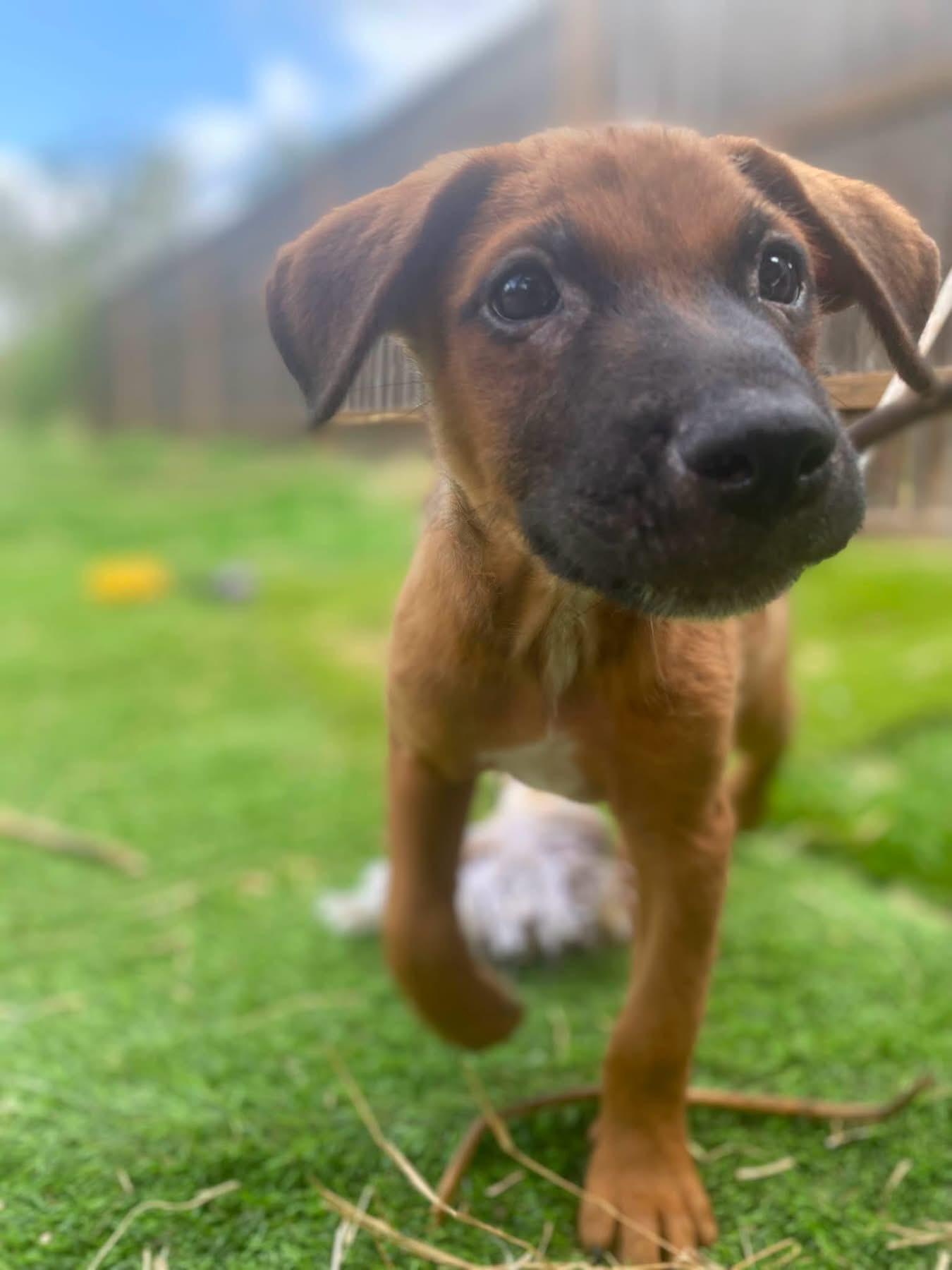 Ricky-Bobby, a ADOPTABLE mixed breed in San Antonio, TX image 2/4