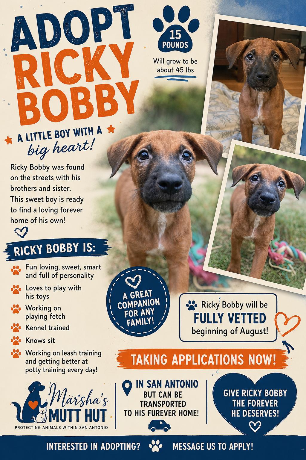 Ricky-Bobby, a ADOPTABLE mixed breed in San Antonio, TX image 2/5