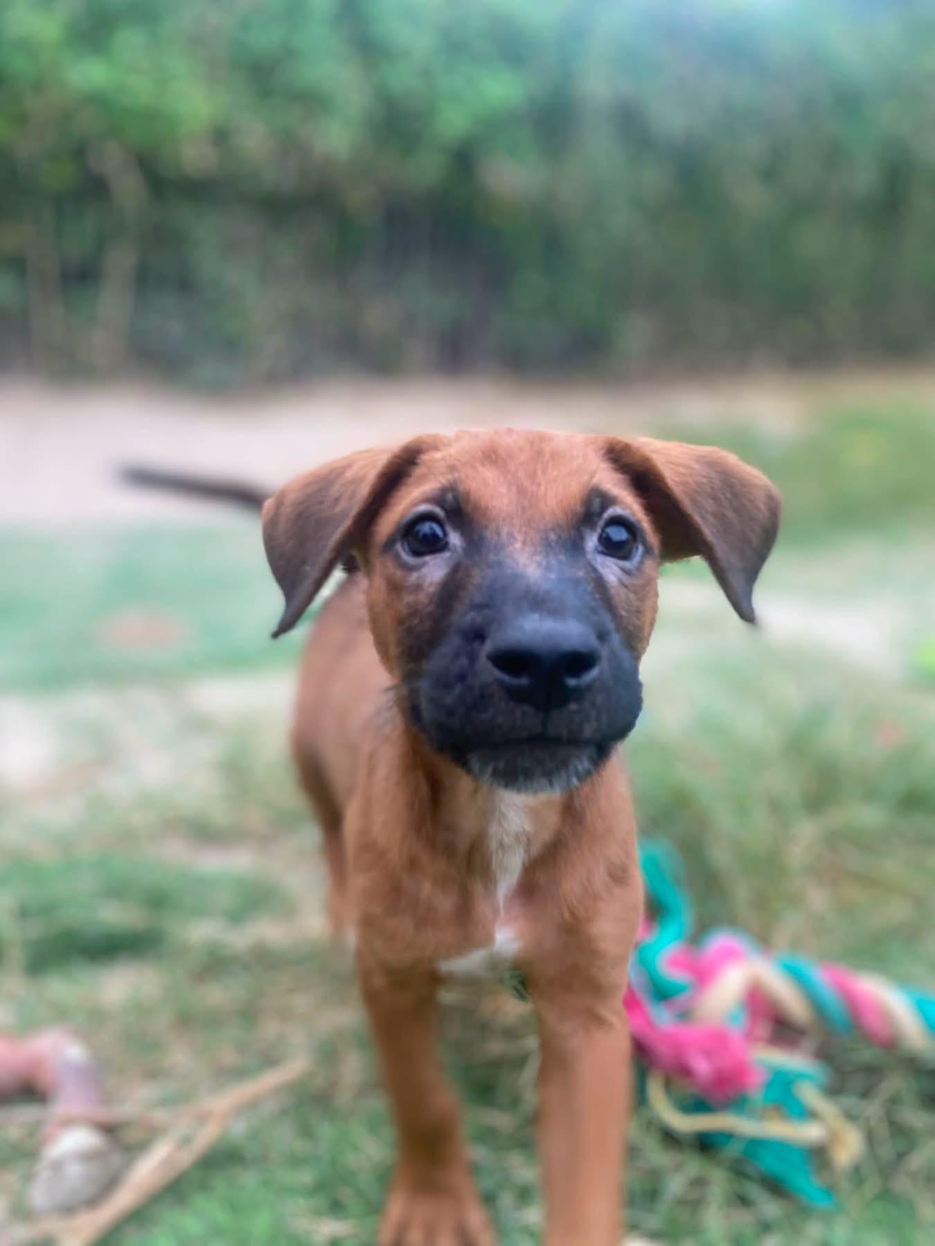 Ricky-Bobby, ADOPTABLE, Puppy Male Black Mouth Cur.