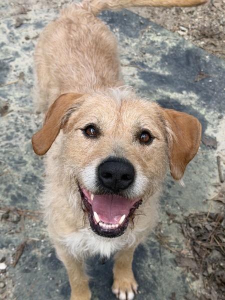 Wilbur - AVAILABLE TO FOSTER OR ADOPT, ADOPTABLE, Adult Male Wirehaired Terrier.