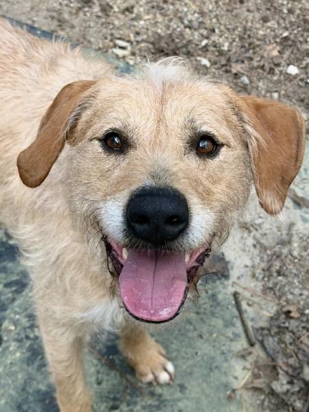 Enlarge Wilbur - AVAILABLE TO FOSTER OR ADOPT, a ADOPTABLE mixed breed in Clayton, NC image 2/6