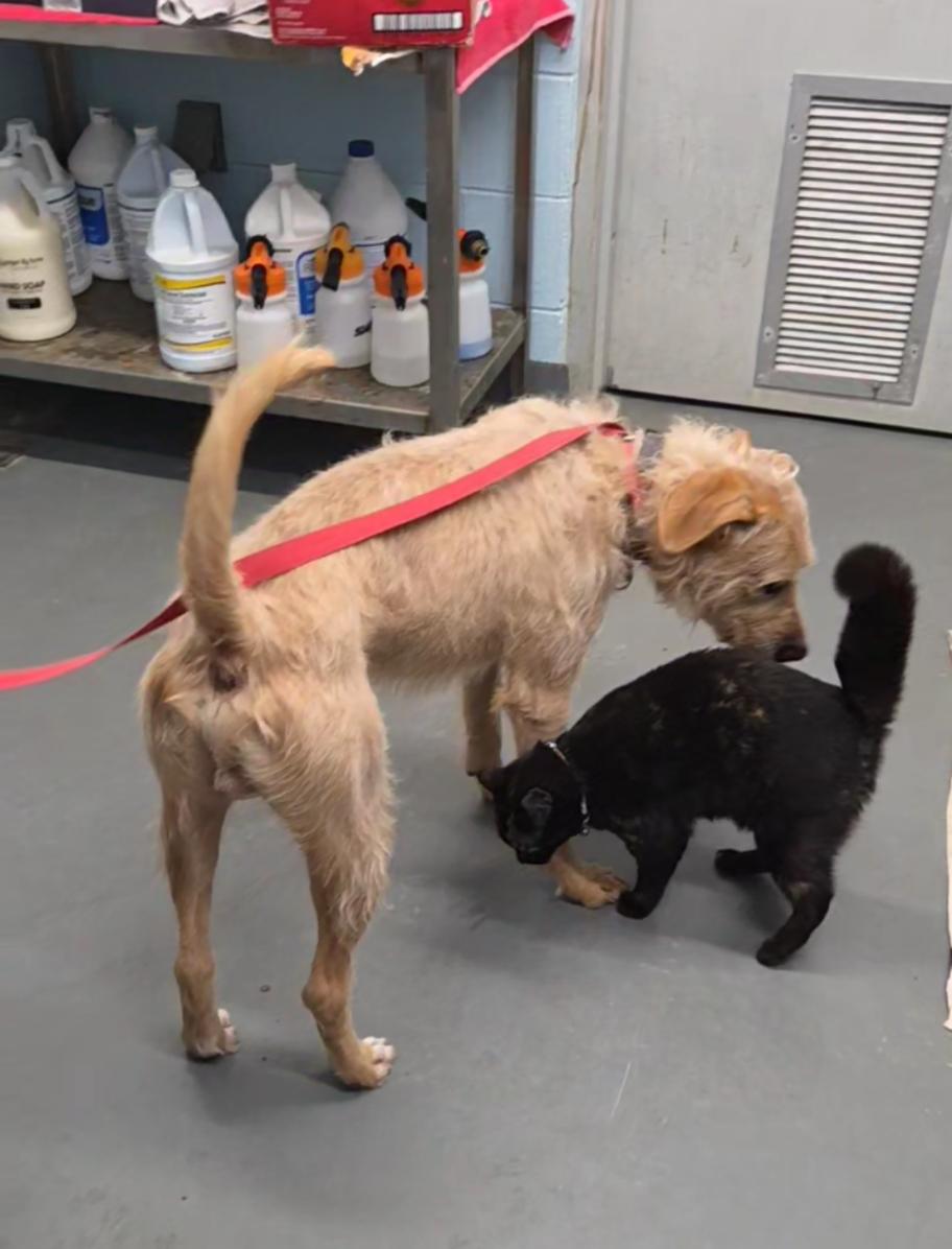 Enlarge Wilbur - AVAILABLE TO FOSTER OR ADOPT, a ADOPTABLE mixed breed in Clayton, NC image 6/6