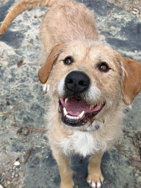 Enlarge Wilbur - AVAILABLE TO FOSTER OR ADOPT, a ADOPTABLE mixed breed in Clayton, NC image 3/6