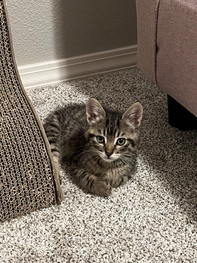 Enlarge Igor, a Adoptable Tabby in Kennewick, WA image 1/6