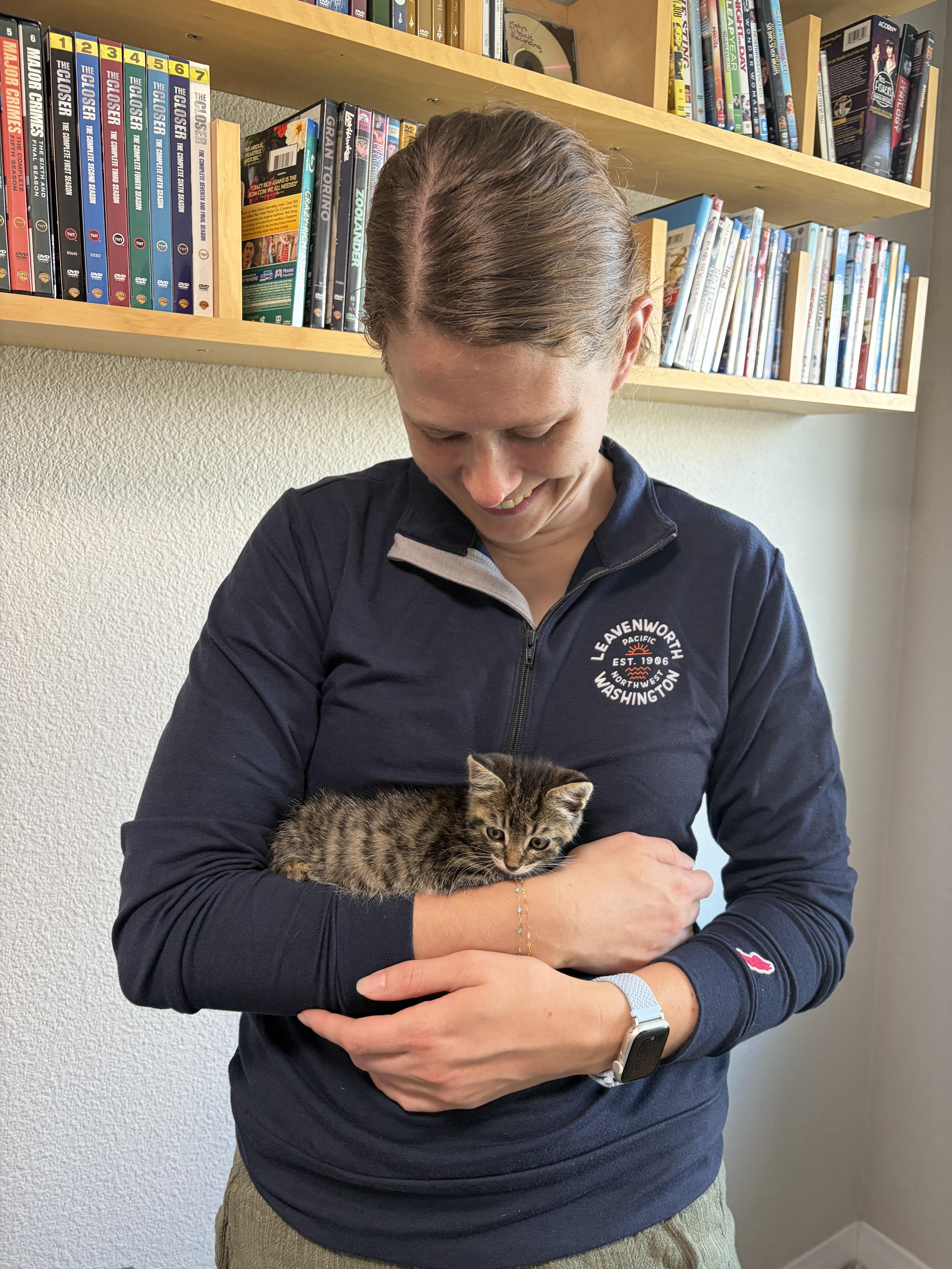 Enlarge Igor, a Adoptable Tabby in Kennewick, WA image 2/6