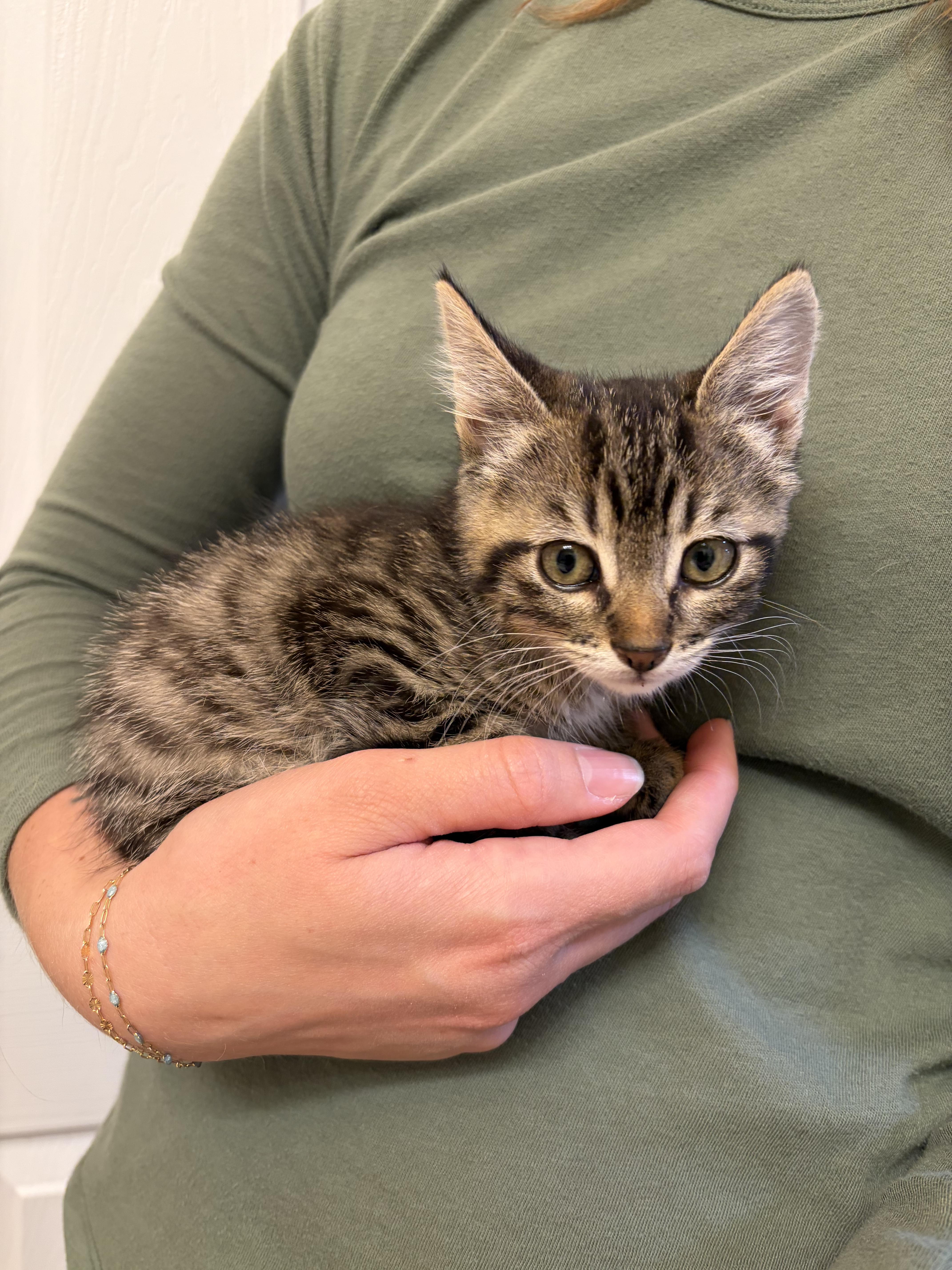 Enlarge Igor, a Adoptable Tabby in Kennewick, WA image 3/6