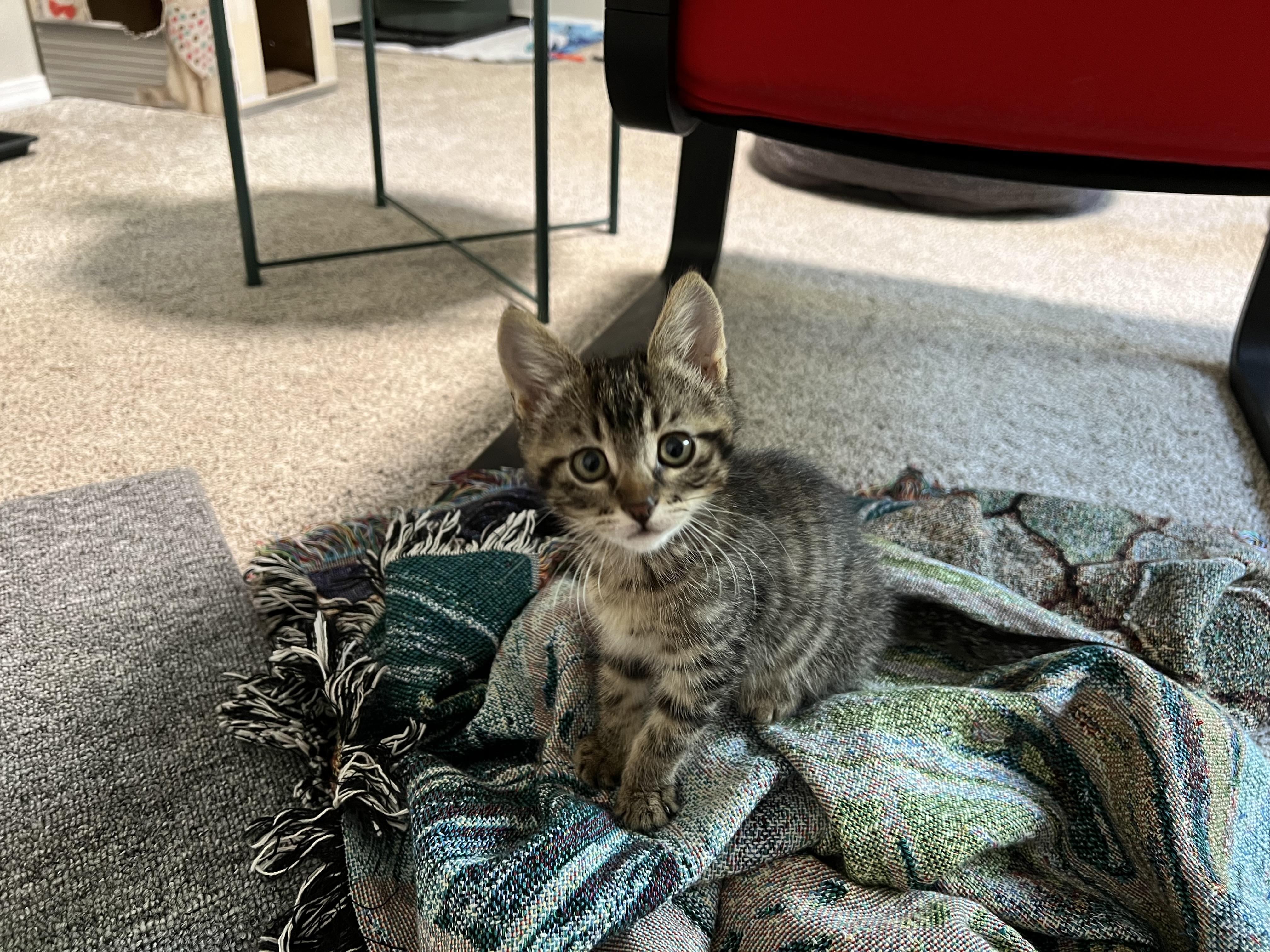 Enlarge Igor, a Adoptable Tabby in Kennewick, WA image 4/6