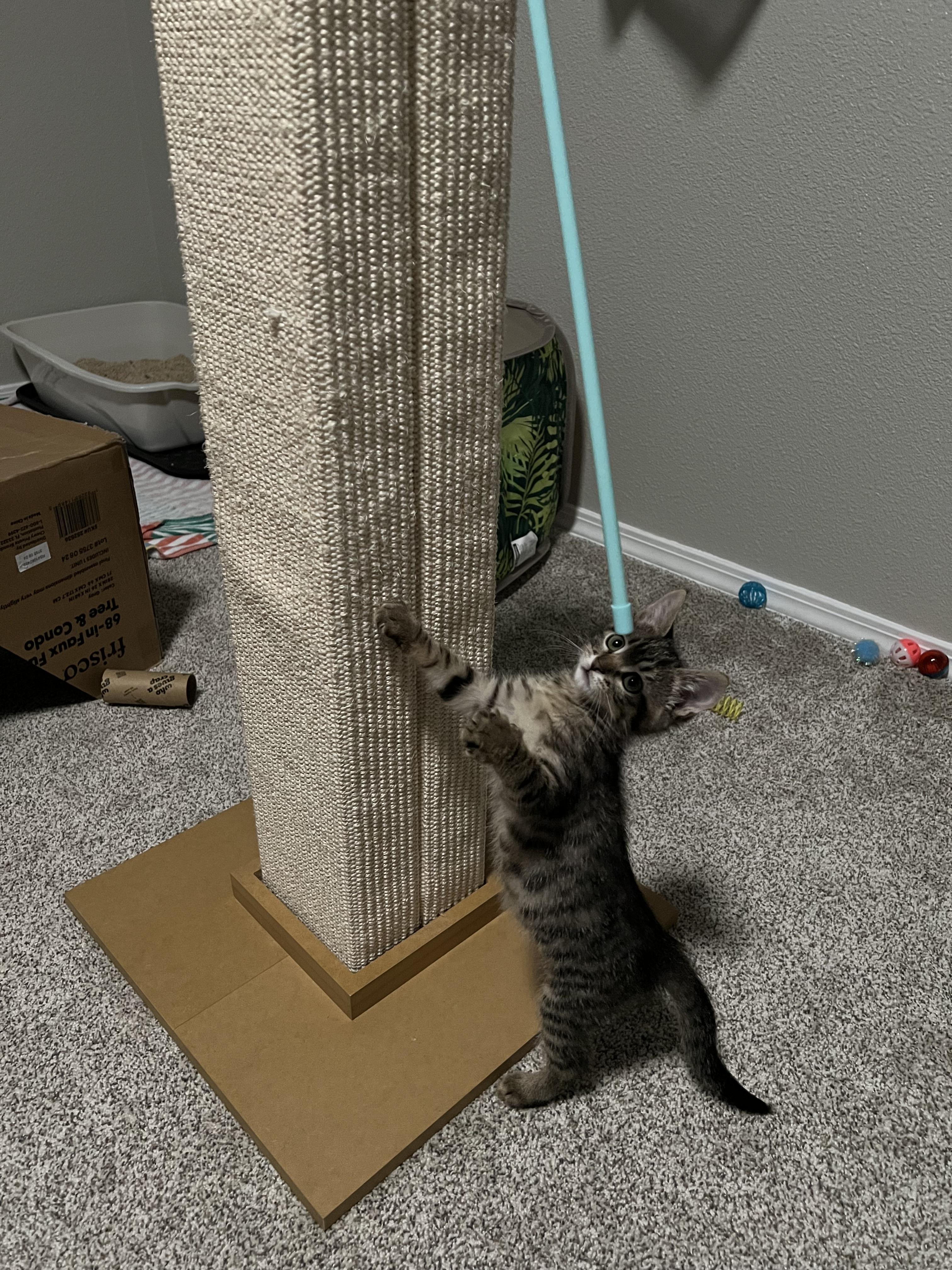 Enlarge Igor, a Adoptable Tabby in Kennewick, WA image 5/6