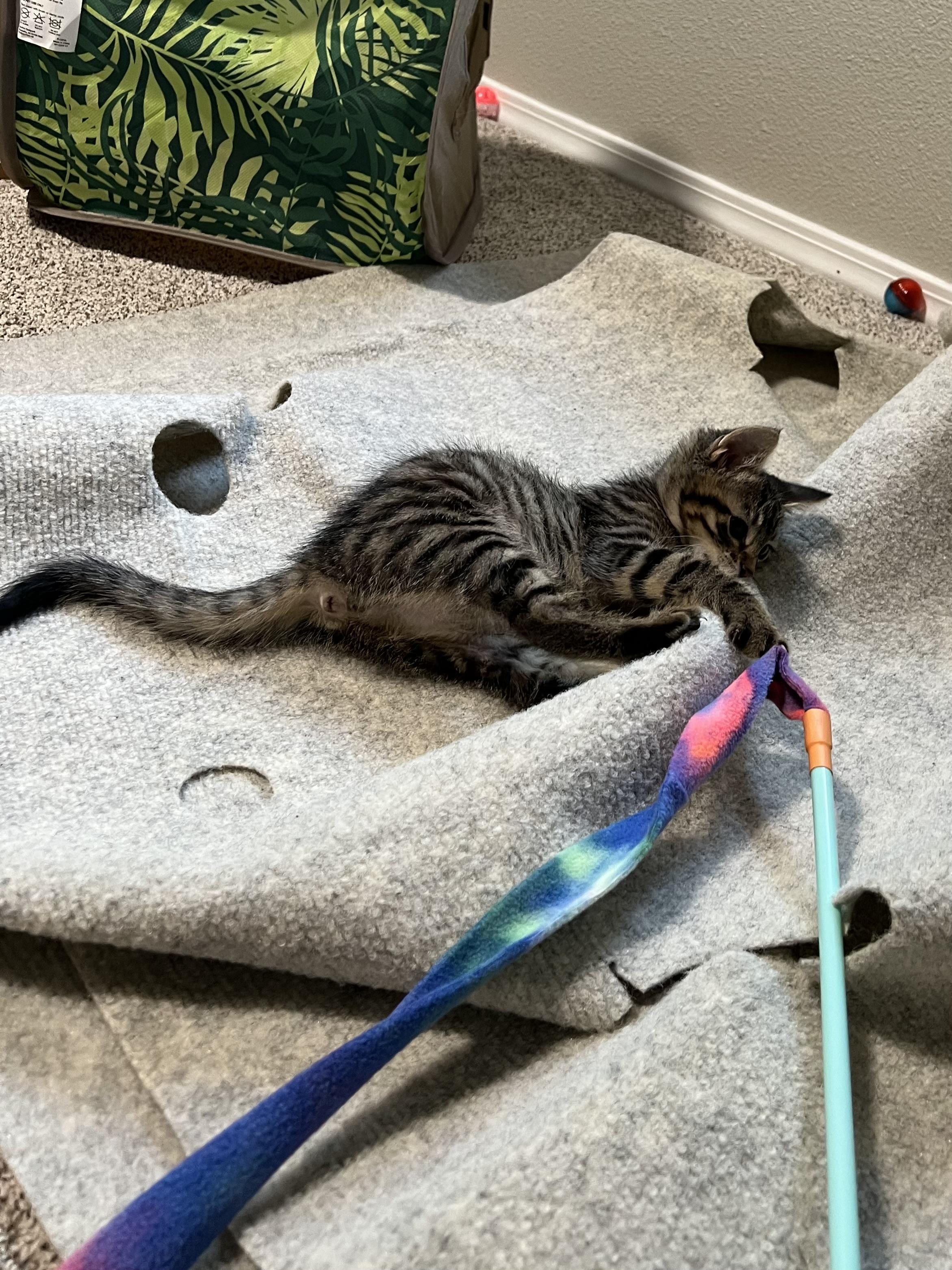 Enlarge Igor, a Adoptable Tabby in Kennewick, WA image 6/6