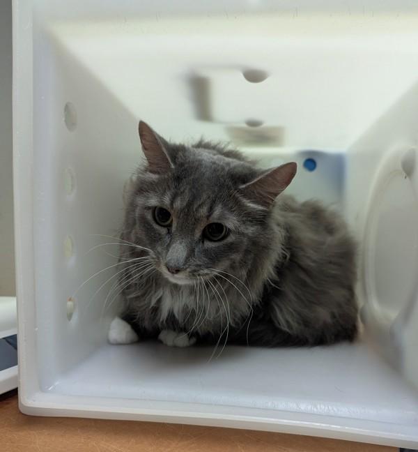 Enlarge Silva, a Adoptable mixed breed in Winnipeg, MB image 1/1