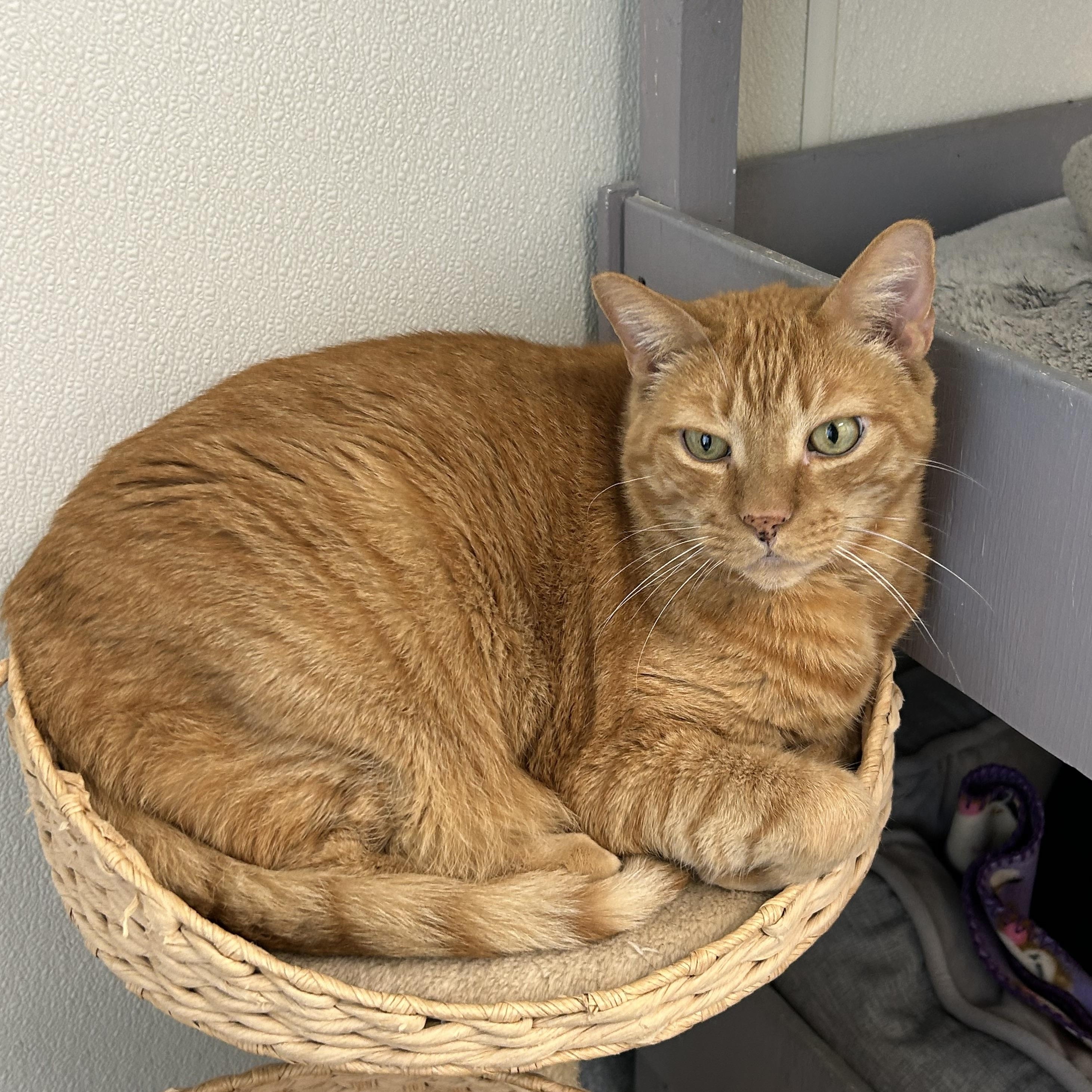 Enlarge Mulligan, a Adoptable Domestic Short Hair in El Cajon, CA image 3/4