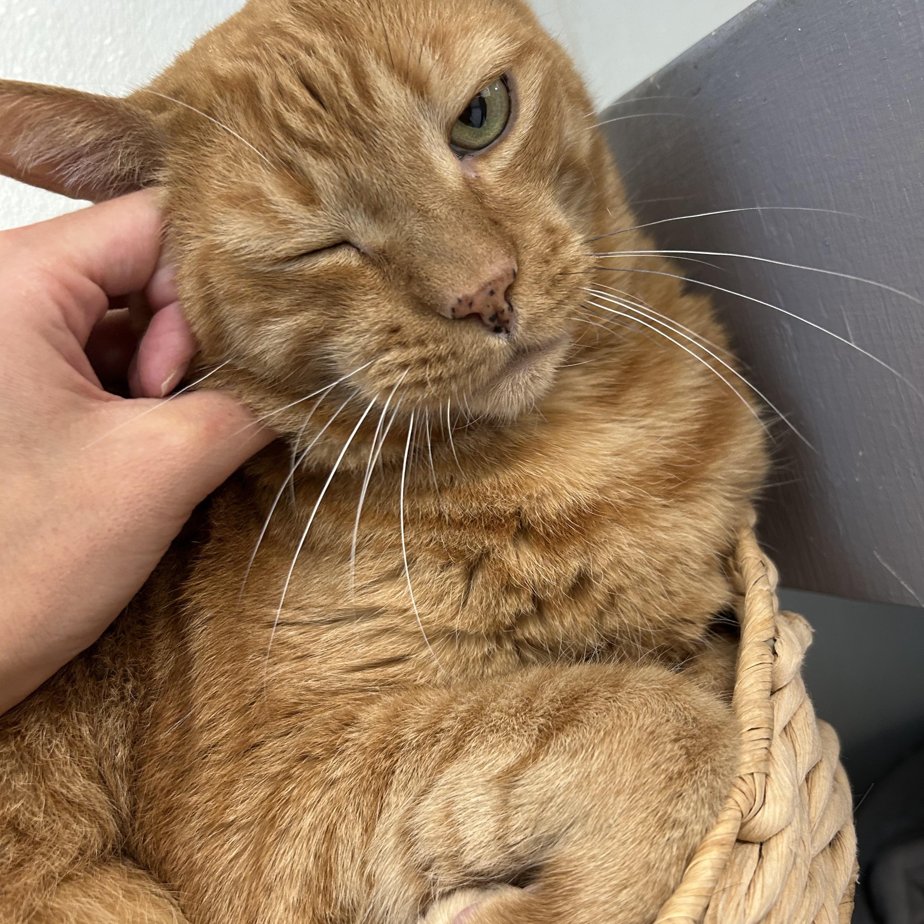 Enlarge Mulligan, a Adoptable Domestic Short Hair in El Cajon, CA image 2/4