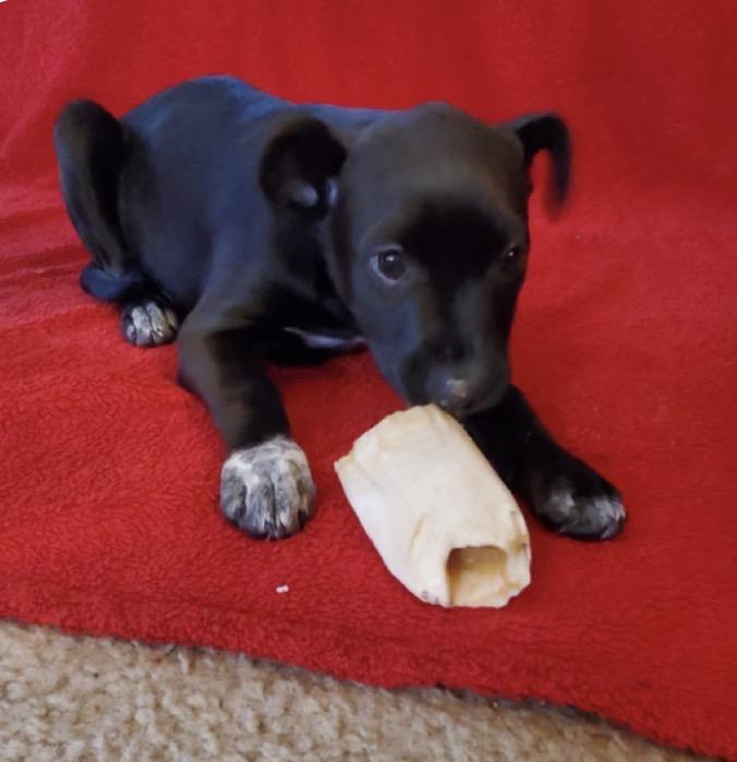 Enlarge Molly, a Adoptable Mixed Breed in Maineville, OH image 3/6