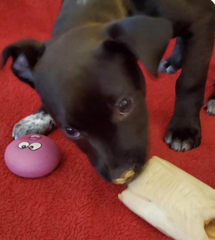 Enlarge Molly, a Adoptable Mixed Breed in Maineville, OH image 4/6