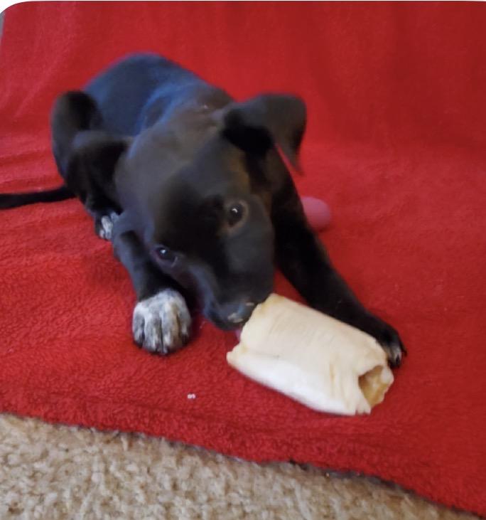 Enlarge Molly, a Adoptable Mixed Breed in Maineville, OH image 5/6