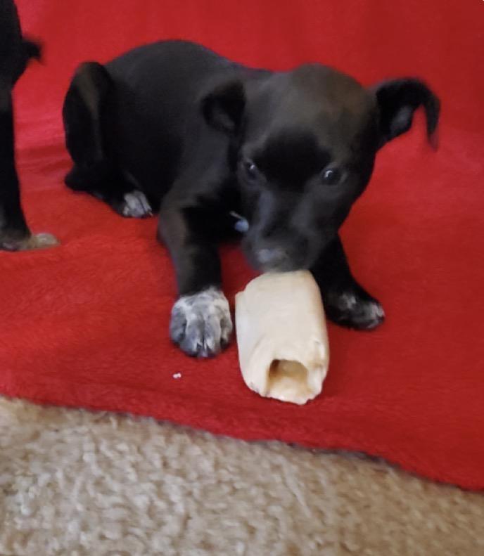 Enlarge Molly, a Adoptable Mixed Breed in Maineville, OH image 6/6