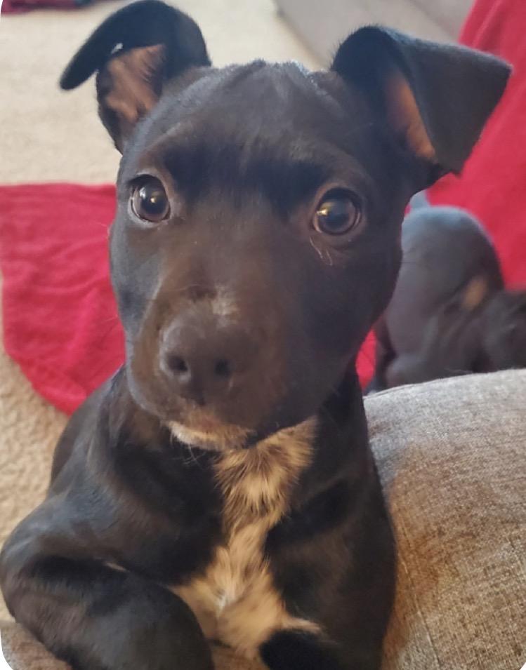 Enlarge Molly, a Adoptable Mixed Breed in Maineville, OH image 2/6