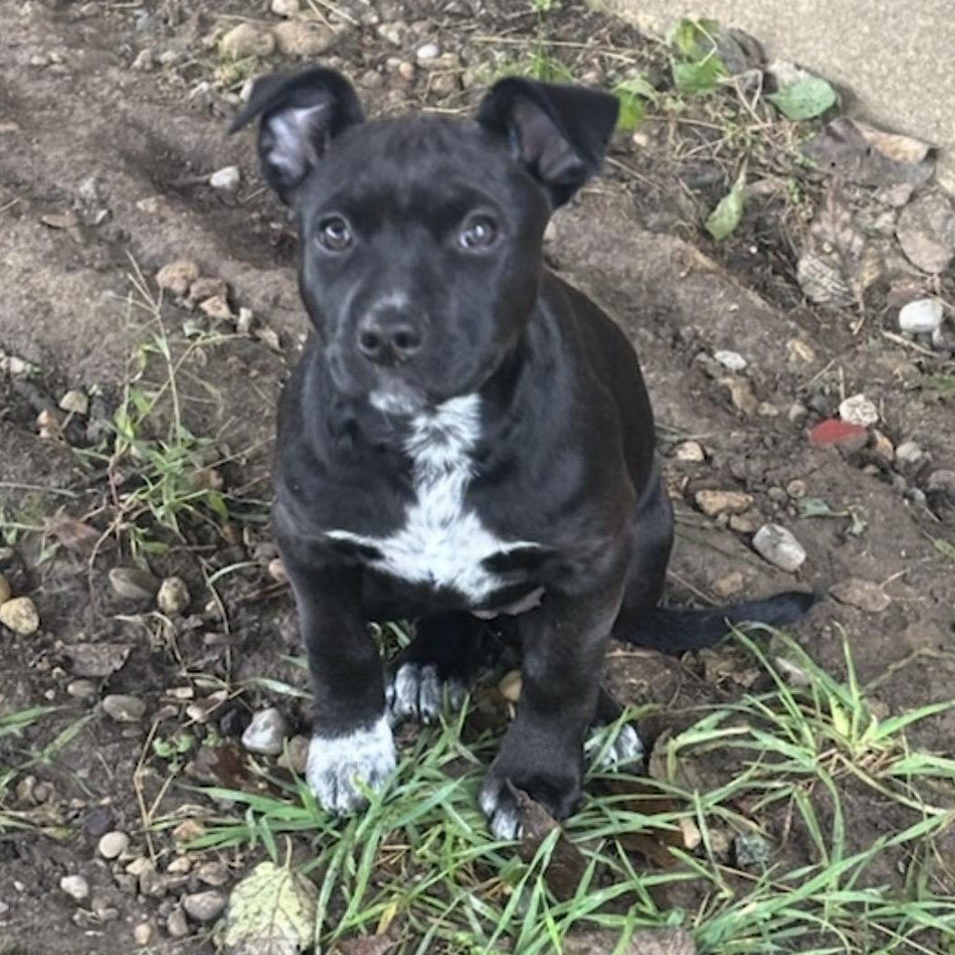 Enlarge Molly, a Adoptable Mixed Breed in Maineville, OH image 1/6