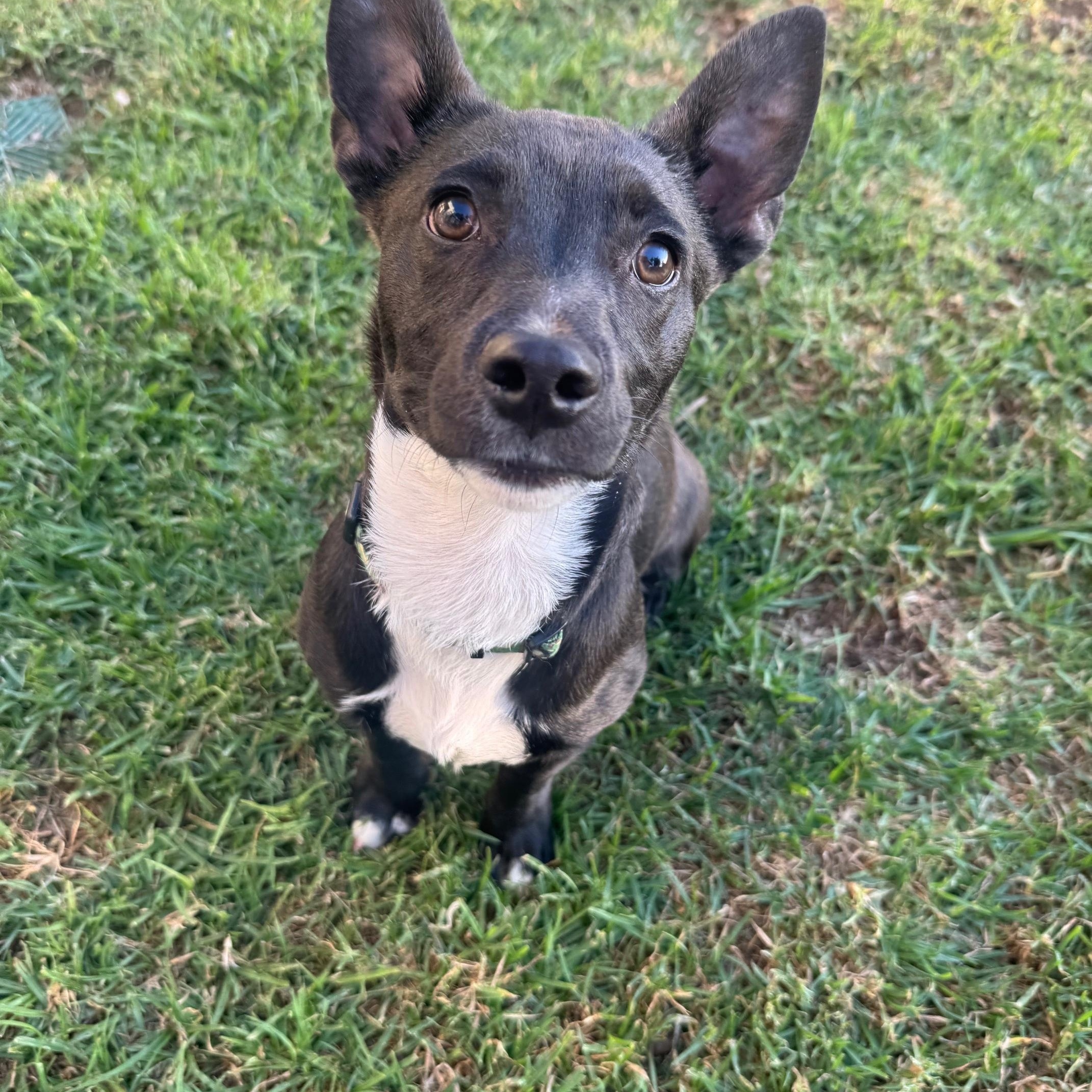 Enlarge Karhu, a Adoptable mixed breed in San Diego, CA image 6/6