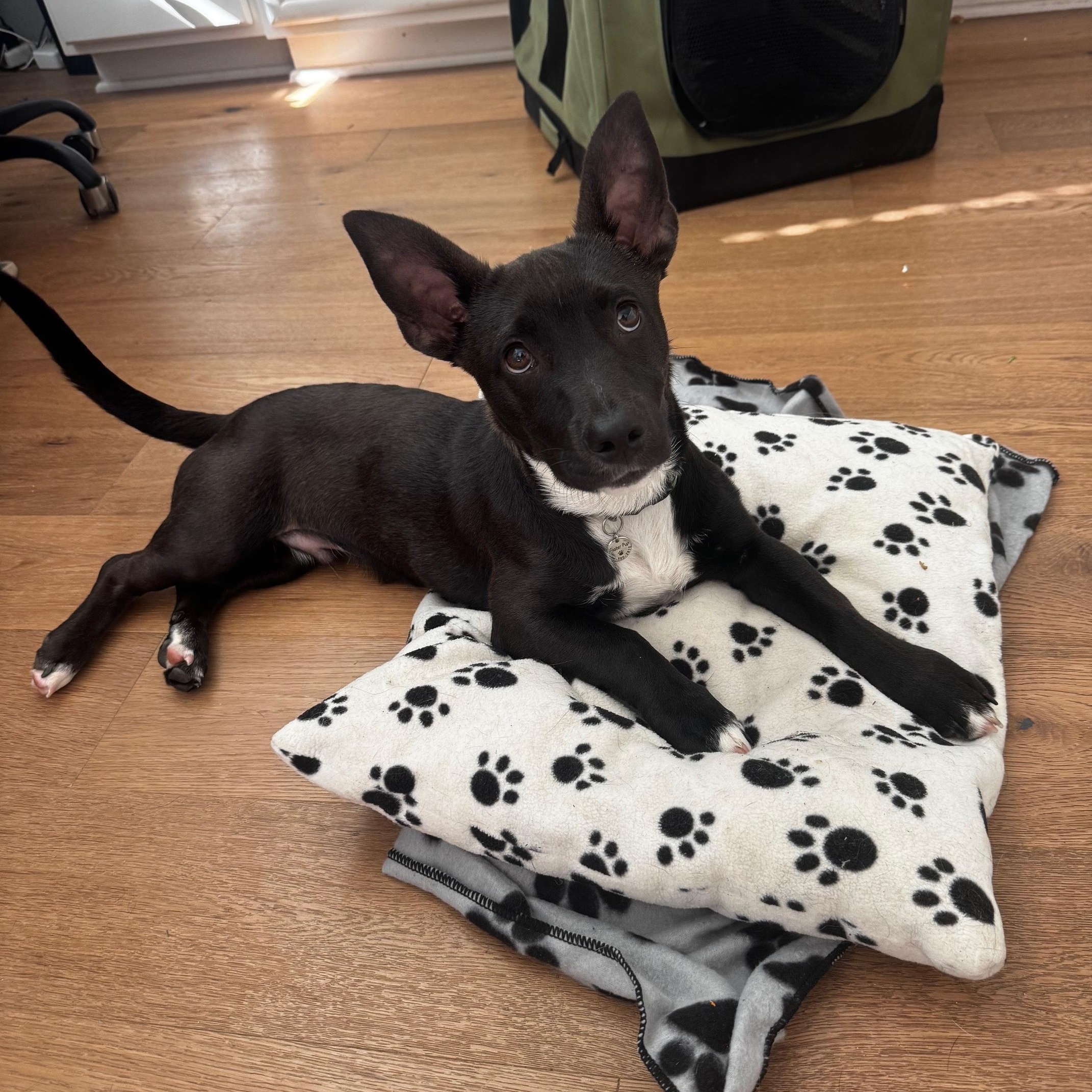 Karhu, Adoptable, Young Male Terrier.