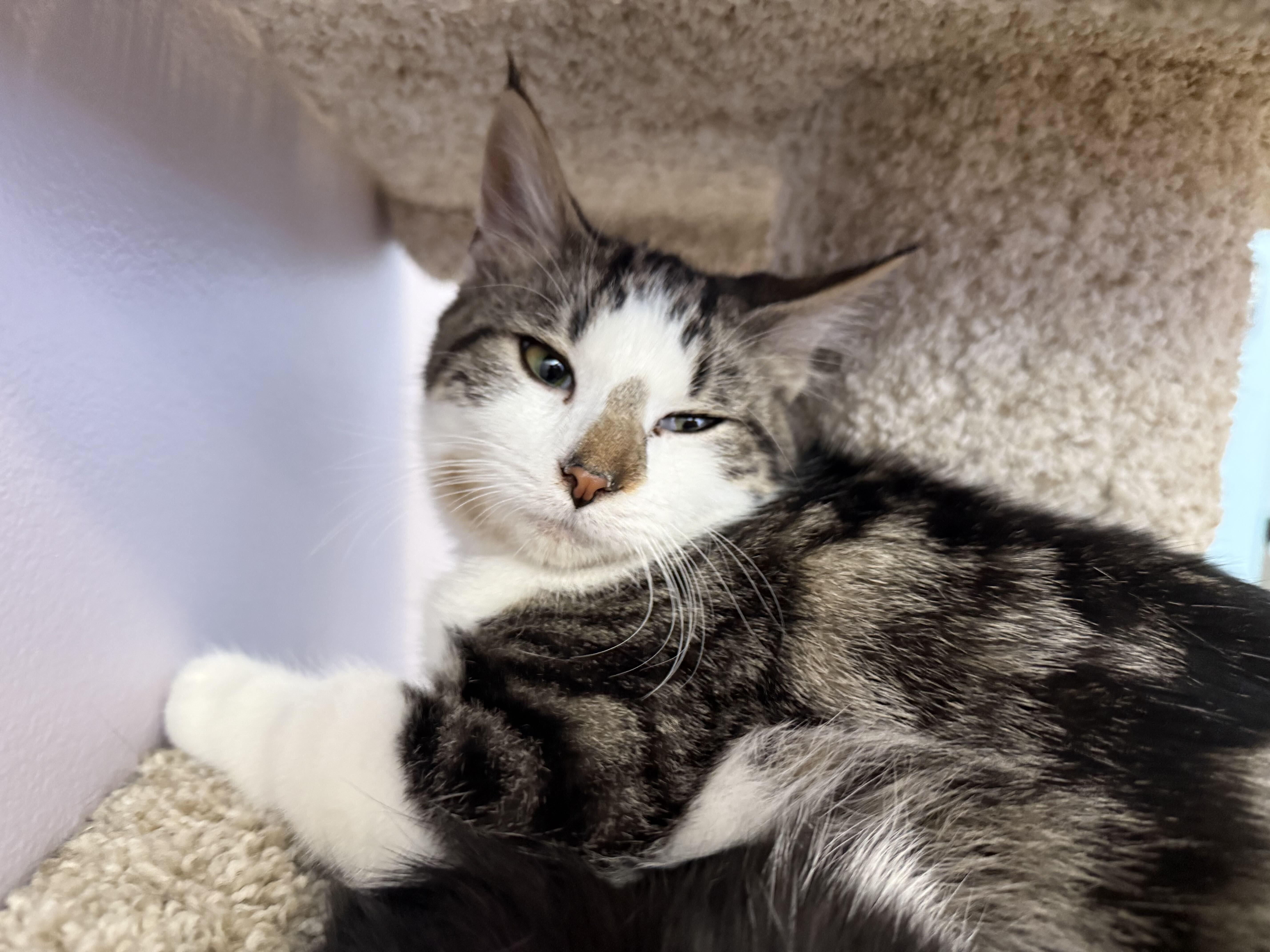 Enlarge Biscoff & Oatmeal (cat cafe), a Adopted Domestic Short Hair in West Lafayette, IN image 4/4