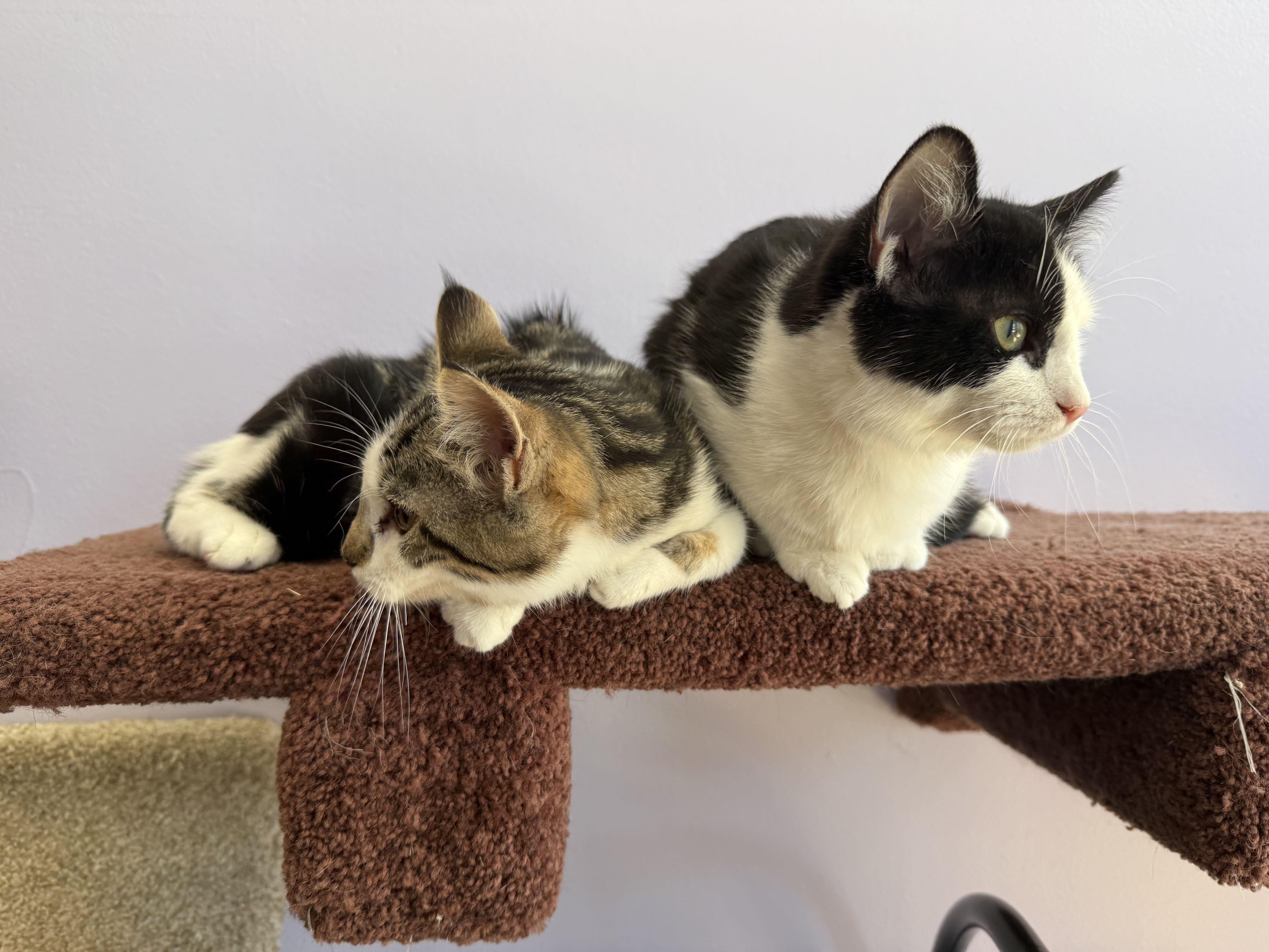 Enlarge Biscoff & Oatmeal (cat cafe), a Adopted Domestic Short Hair in West Lafayette, IN image 2/4