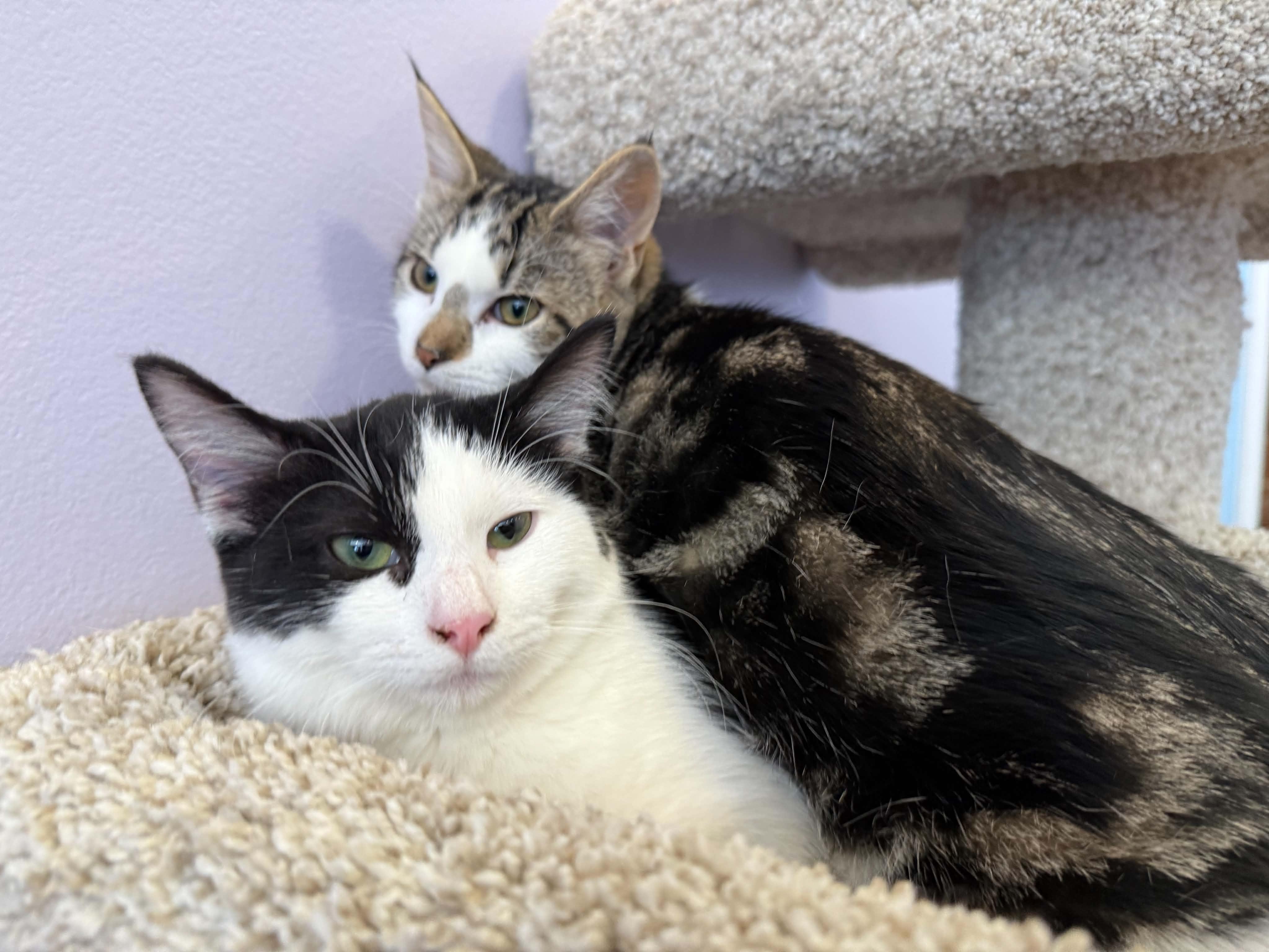 Enlarge Biscoff & Oatmeal (cat cafe), a Adopted Domestic Short Hair in West Lafayette, IN image 3/4