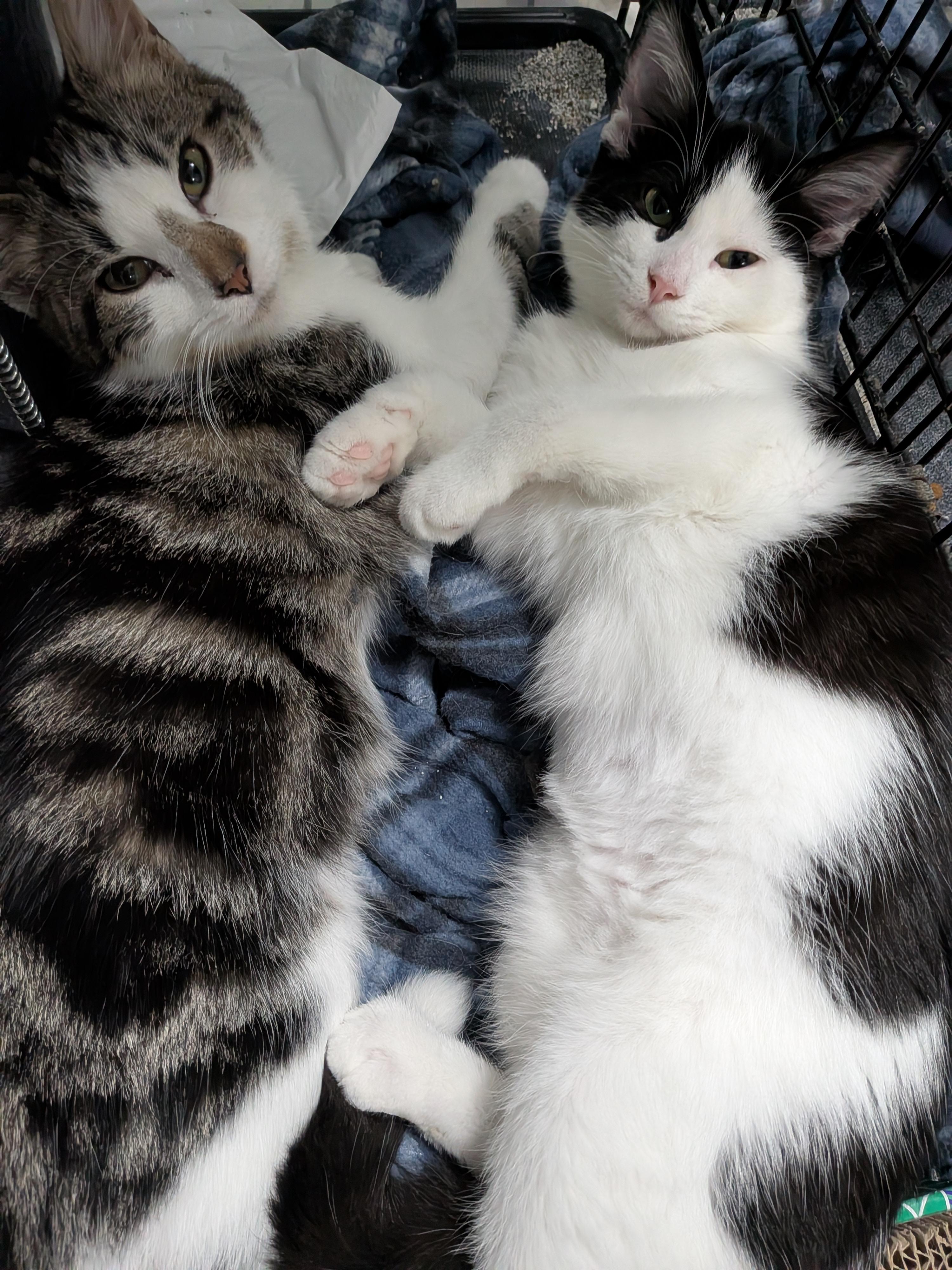 Biscoff & Oatmeal (cat cafe), Adopted, Kitten Female Domestic Short Hair.