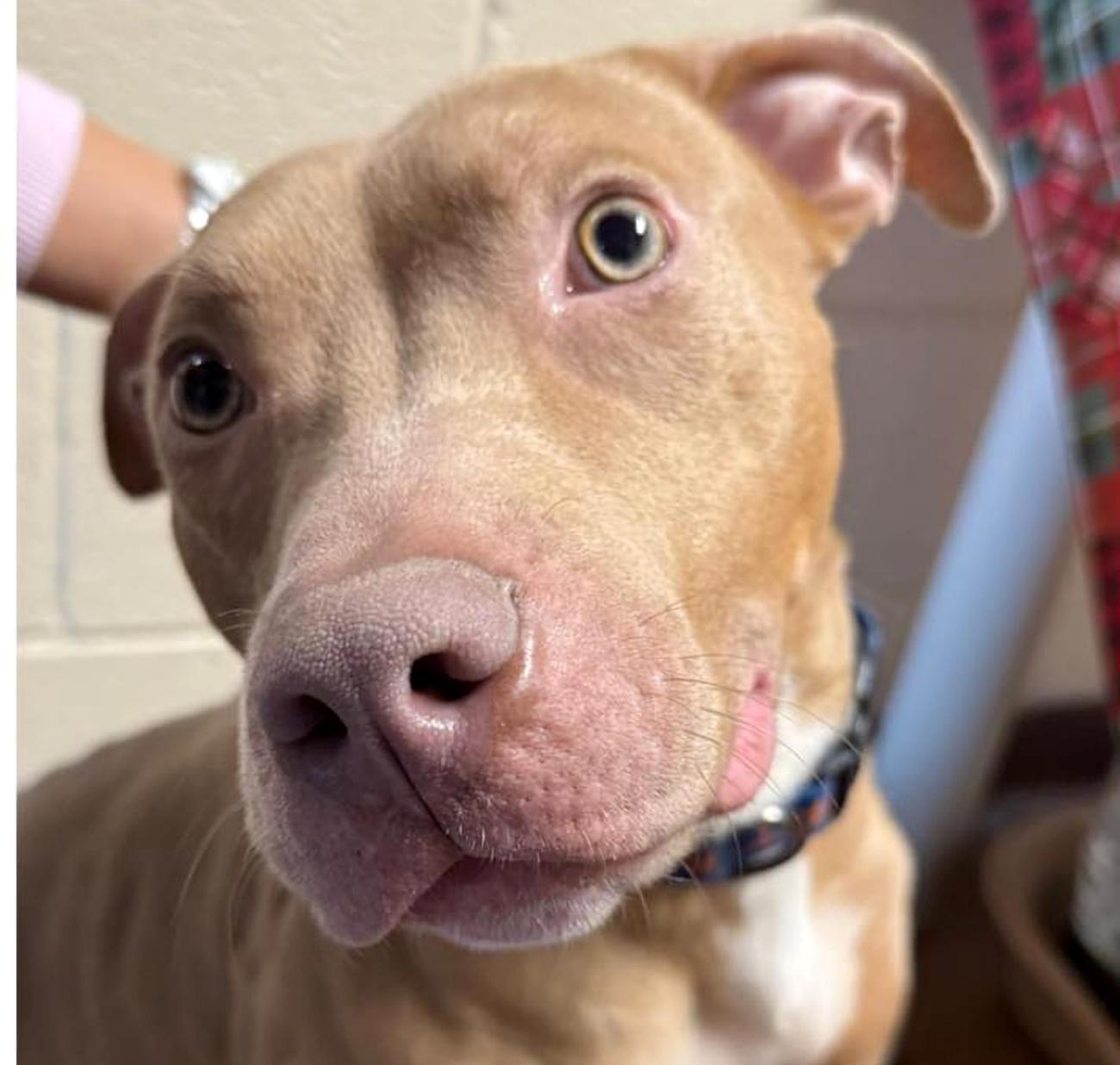 Mr. Jones, a ADOPTABLE mixed breed in Euclid, OH image 1/2