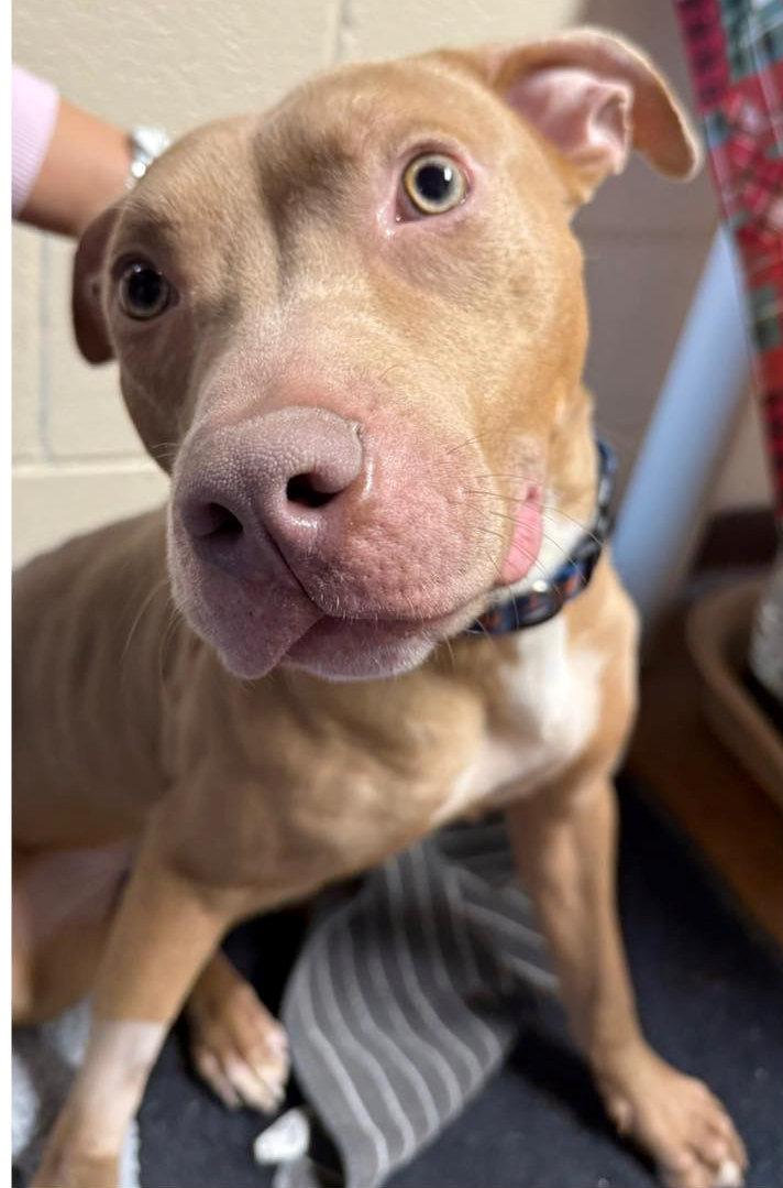 Mr. Jones, a ADOPTABLE mixed breed in Euclid, OH image 2/2