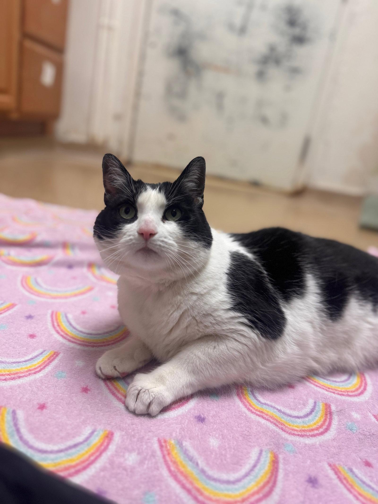 Dolly, Adoptable, Adult Female Domestic Short Hair.