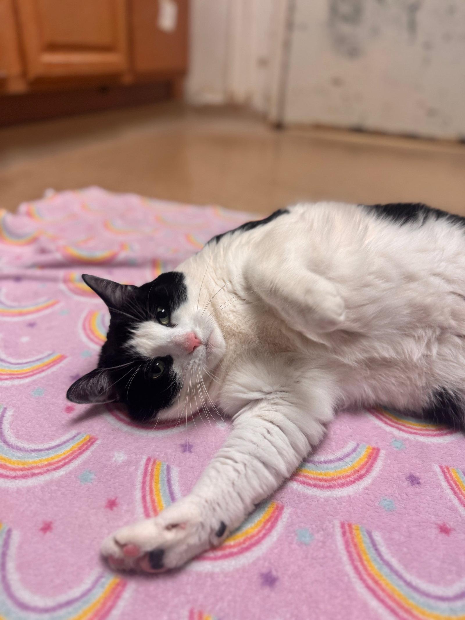 Enlarge Dolly, a Adoptable Domestic Short Hair in Brick, NJ image 2/3