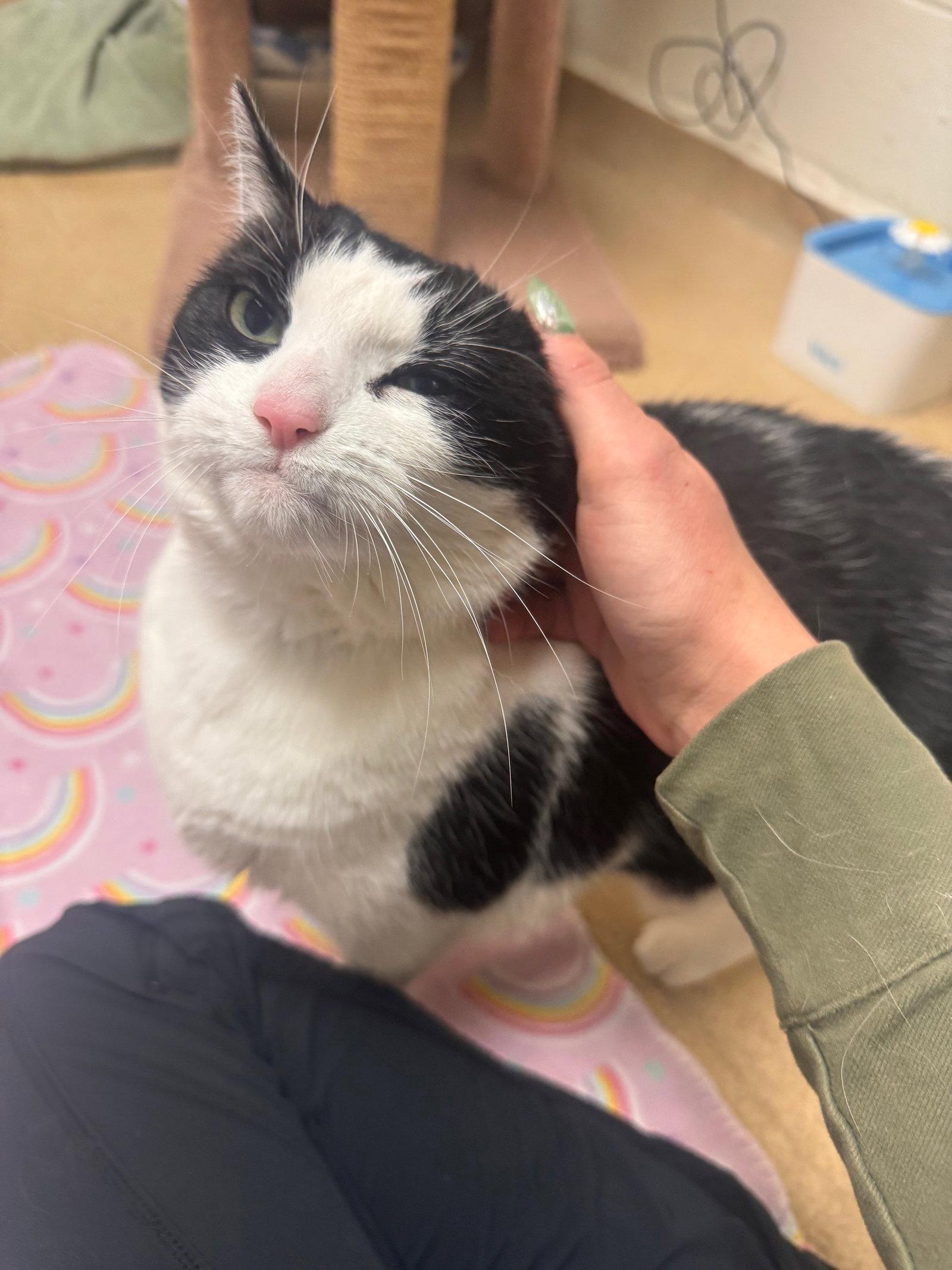 Enlarge Dolly, a Adoptable Domestic Short Hair in Brick, NJ image 3/3