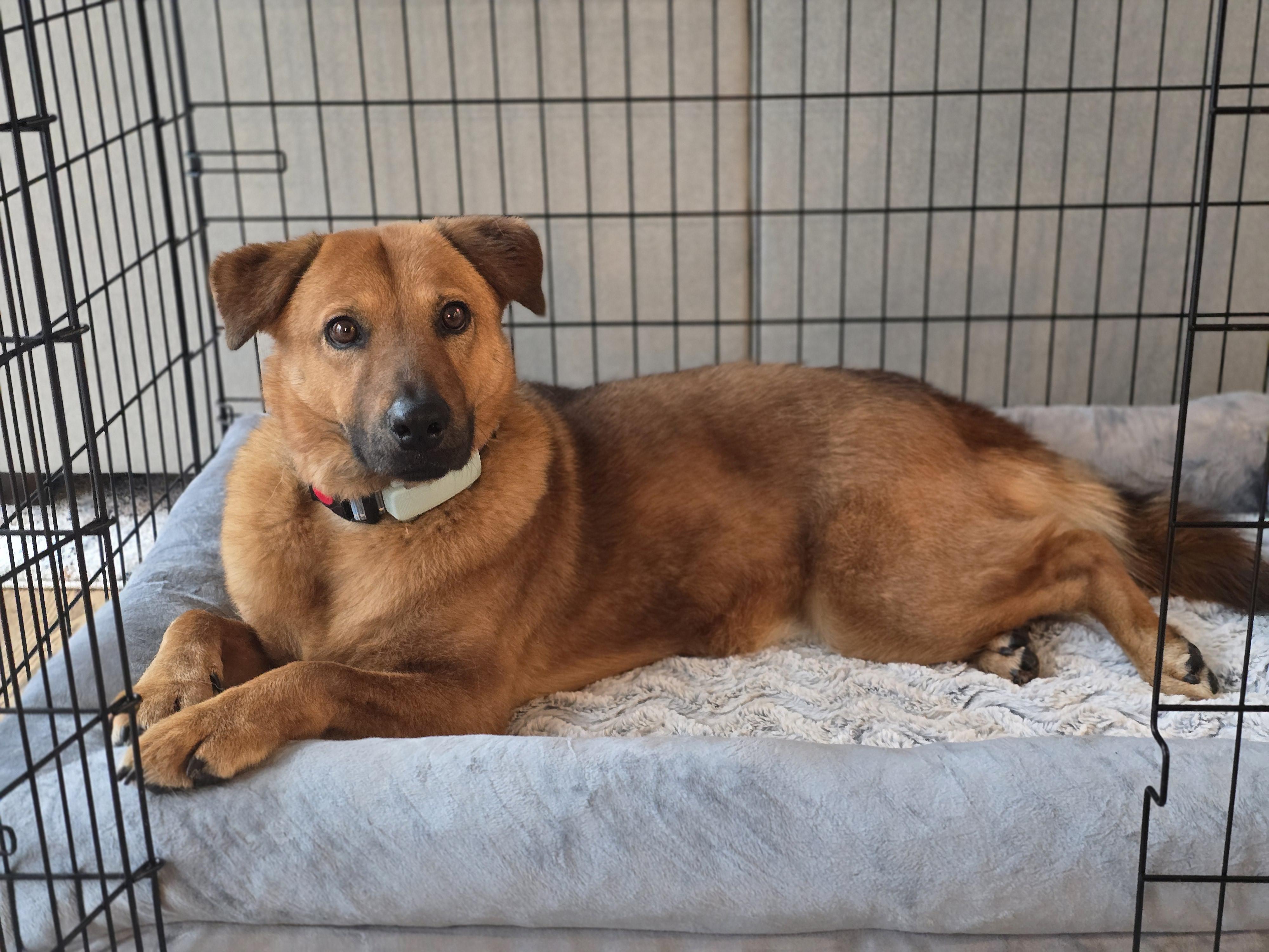 Enlarge Maxie, a Adopted Mixed Breed in Bedford, NY image 5/6