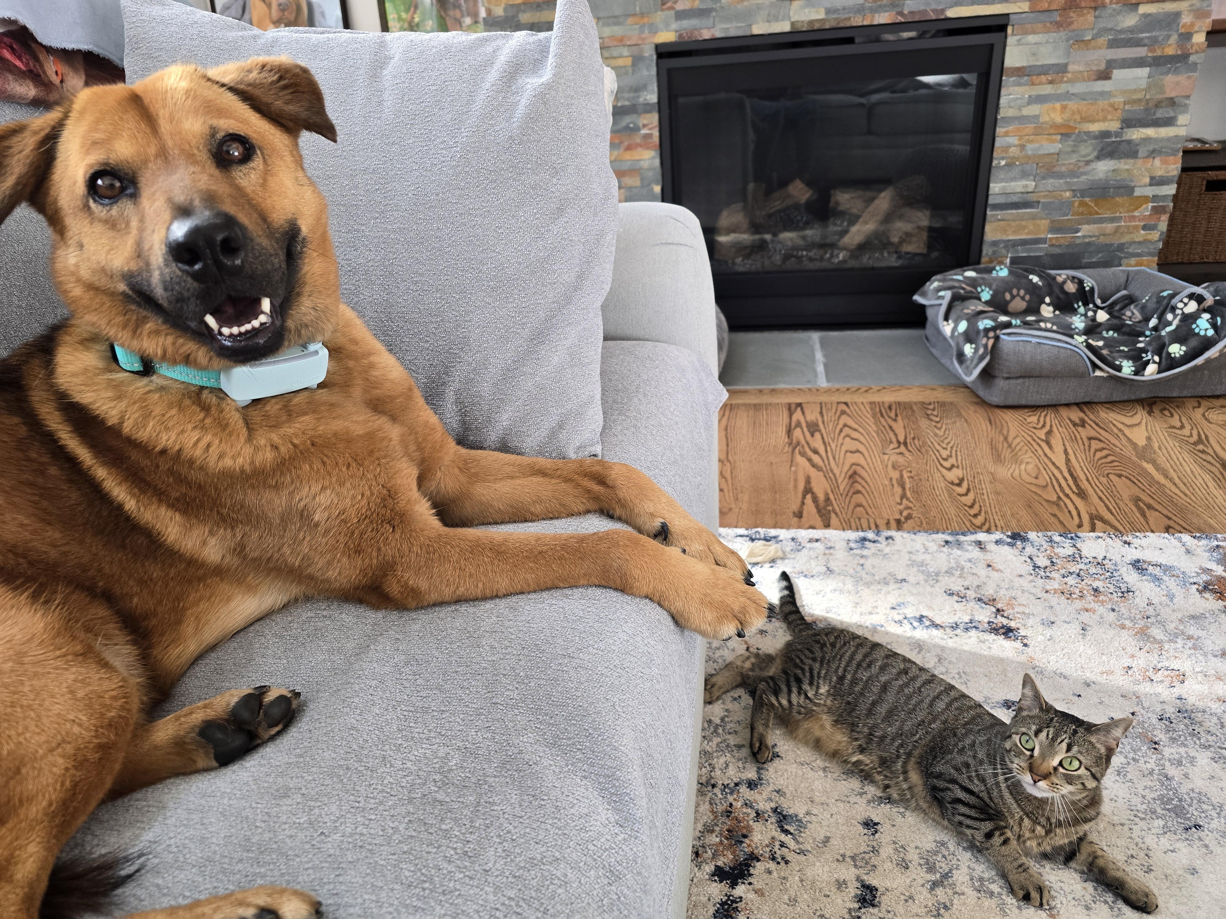 Enlarge Maxie, a Adopted Mixed Breed in Bedford, NY image 4/6