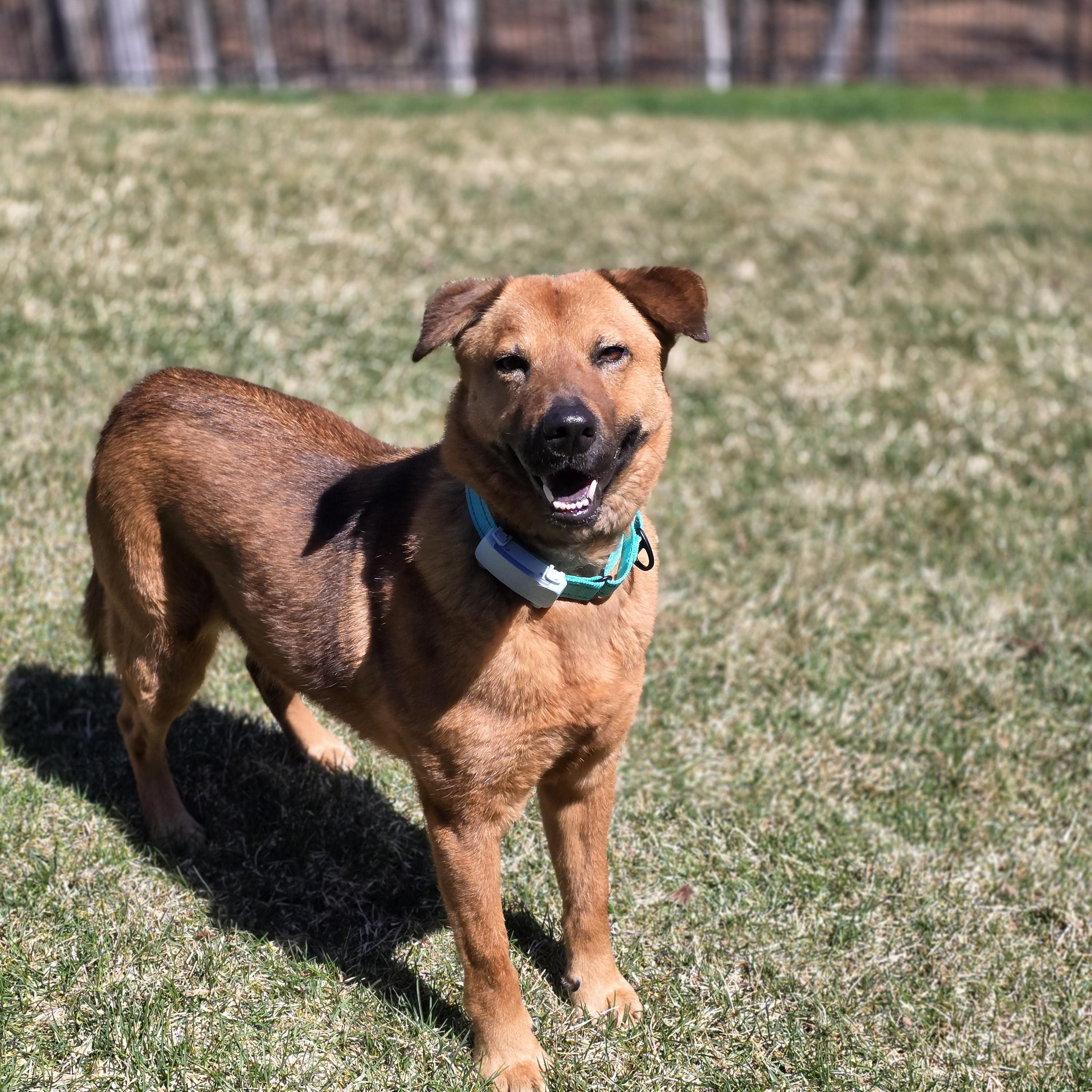 Enlarge Maxie, a Adopted Mixed Breed in Bedford, NY image 2/6