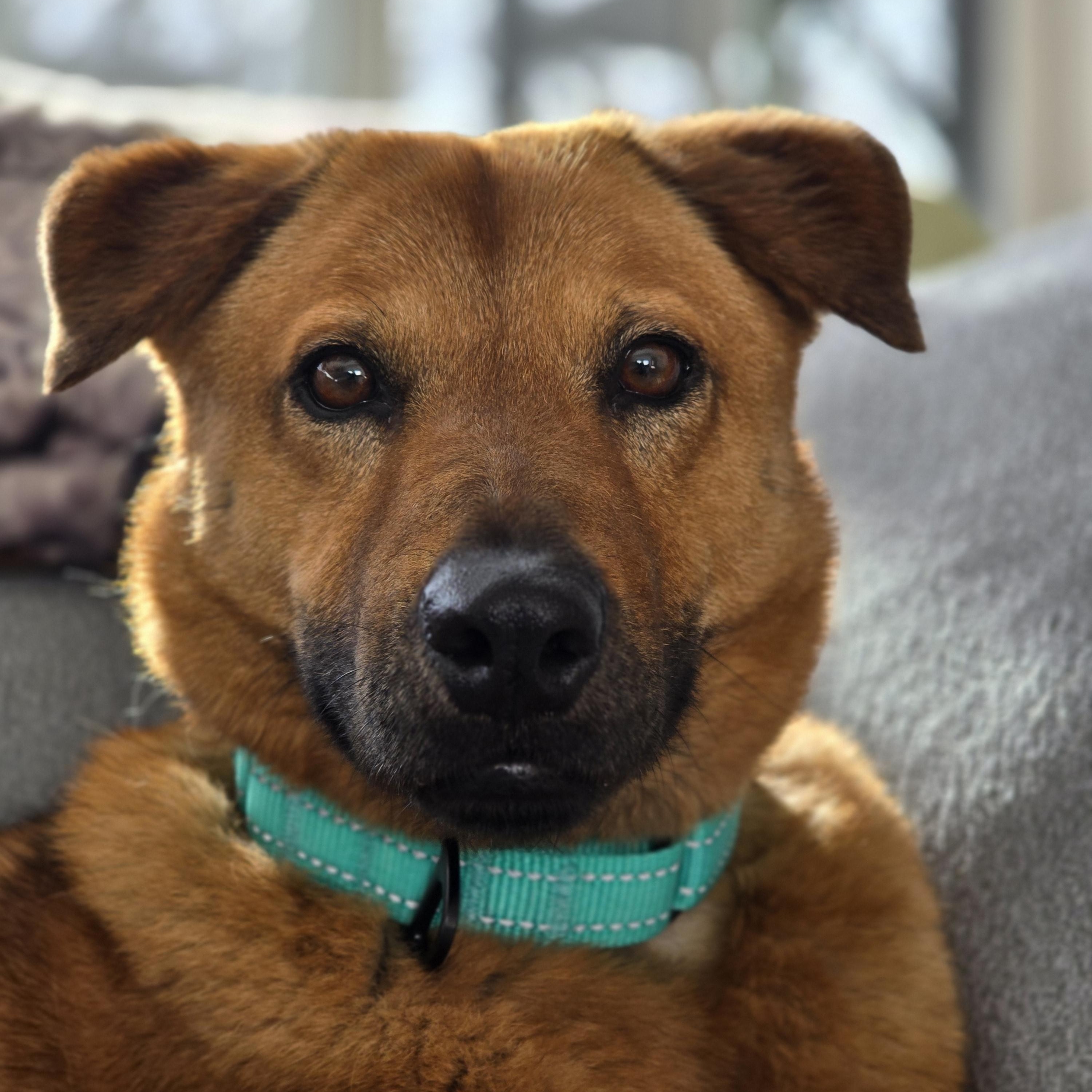 Maxie, Adopted, Adult Female Mixed Breed.