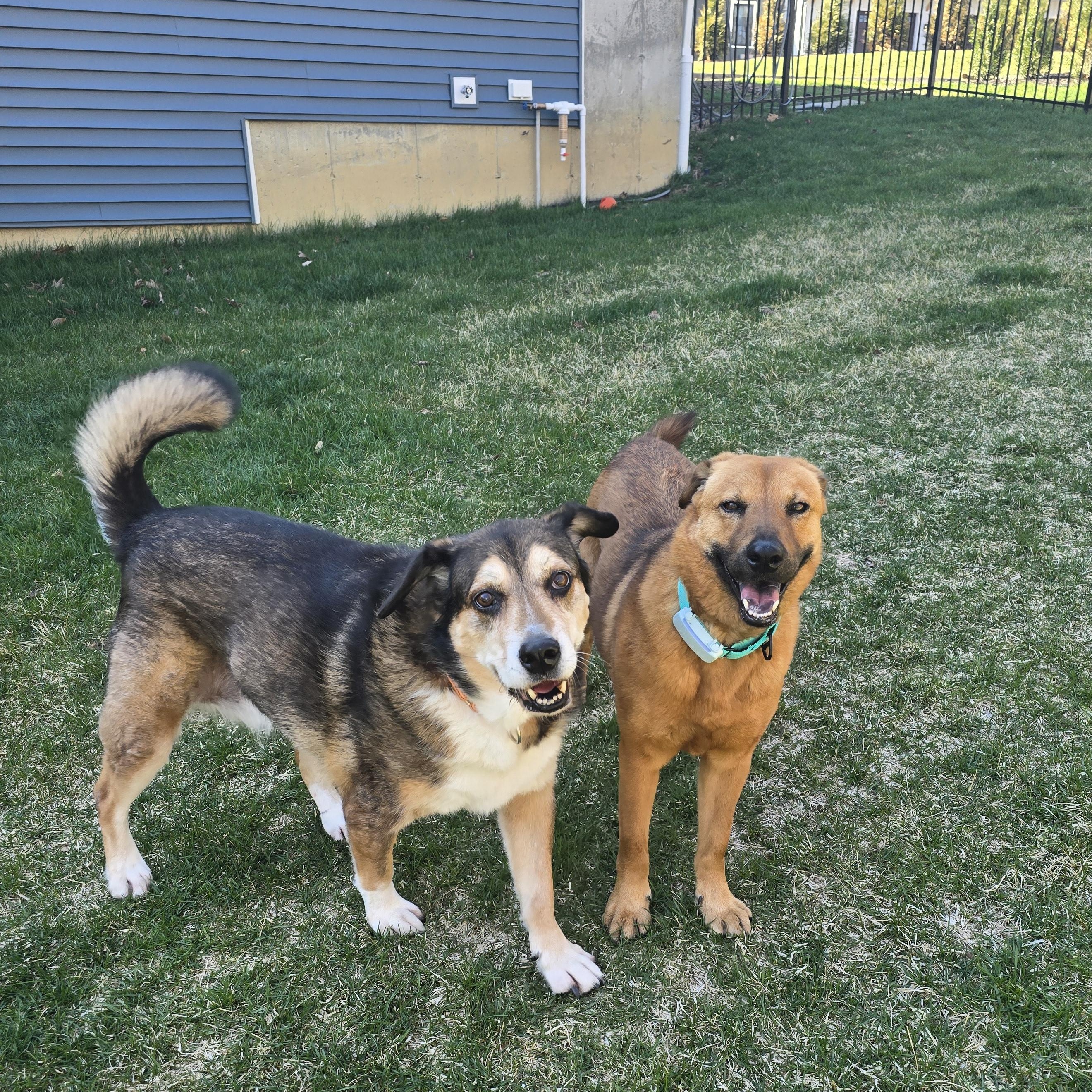 Enlarge Maxie, a Adopted Mixed Breed in Bedford, NY image 6/6