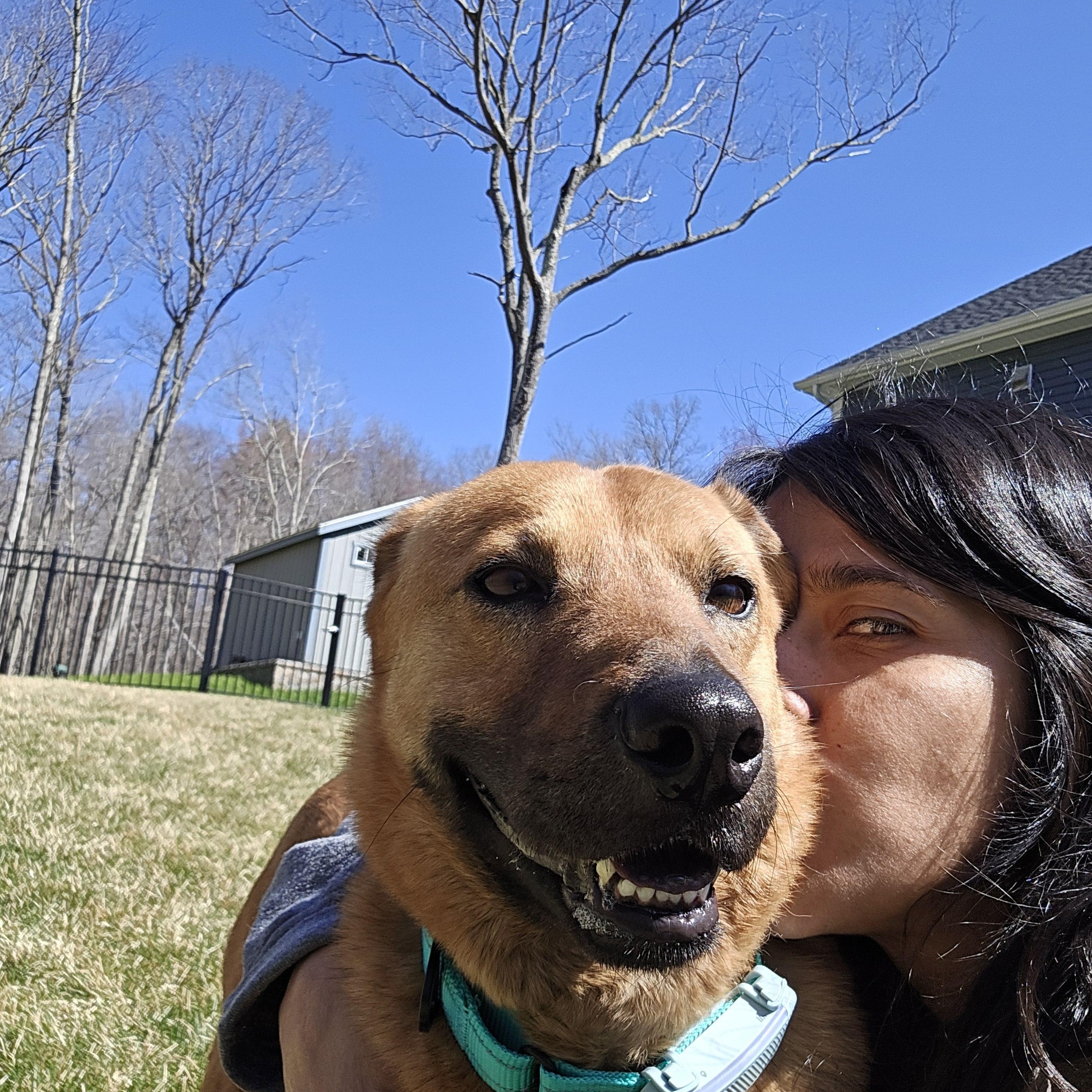 Enlarge Maxie, a Adopted Mixed Breed in Bedford, NY image 3/6