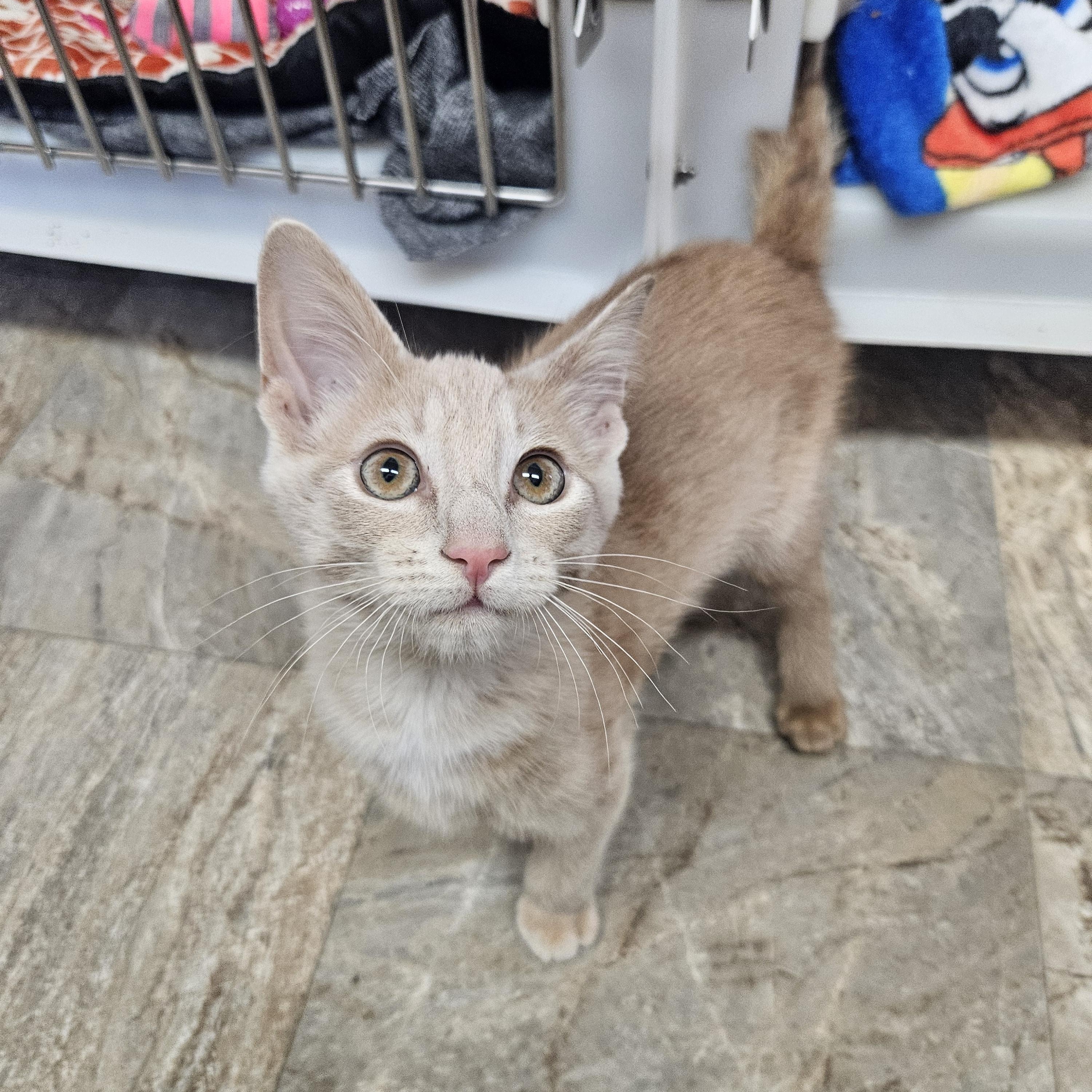 Rowena, an adoptable American Shorthair in The Dalles, OR, 97058 | Photo Image 1