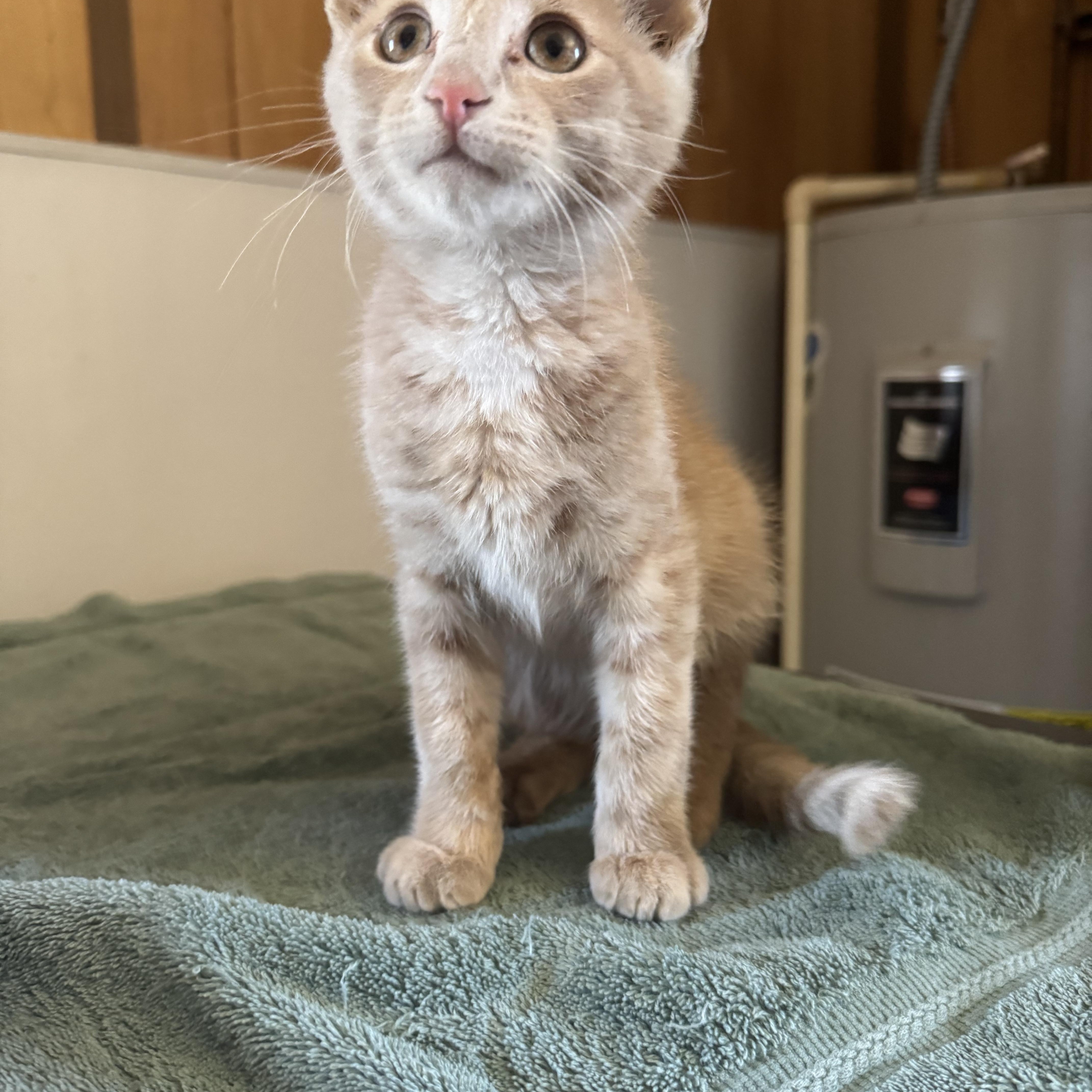 Rowena, an adoptable American Shorthair in The Dalles, OR, 97058 | Photo Image 2