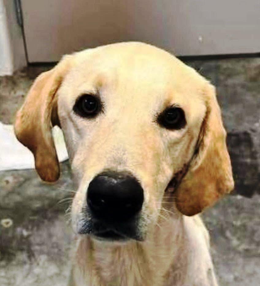 Buddy 99, a ADOPTABLE Yellow Labrador Retriever in Killingworth, CT image 4/6