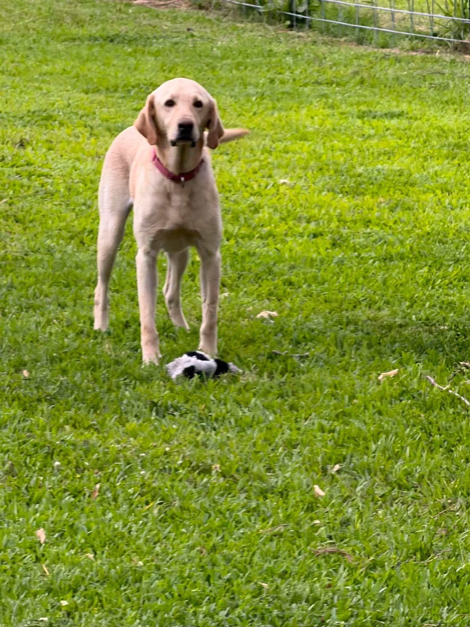 Buddy 99, a ADOPTABLE Yellow Labrador Retriever in Killingworth, CT image 5/6
